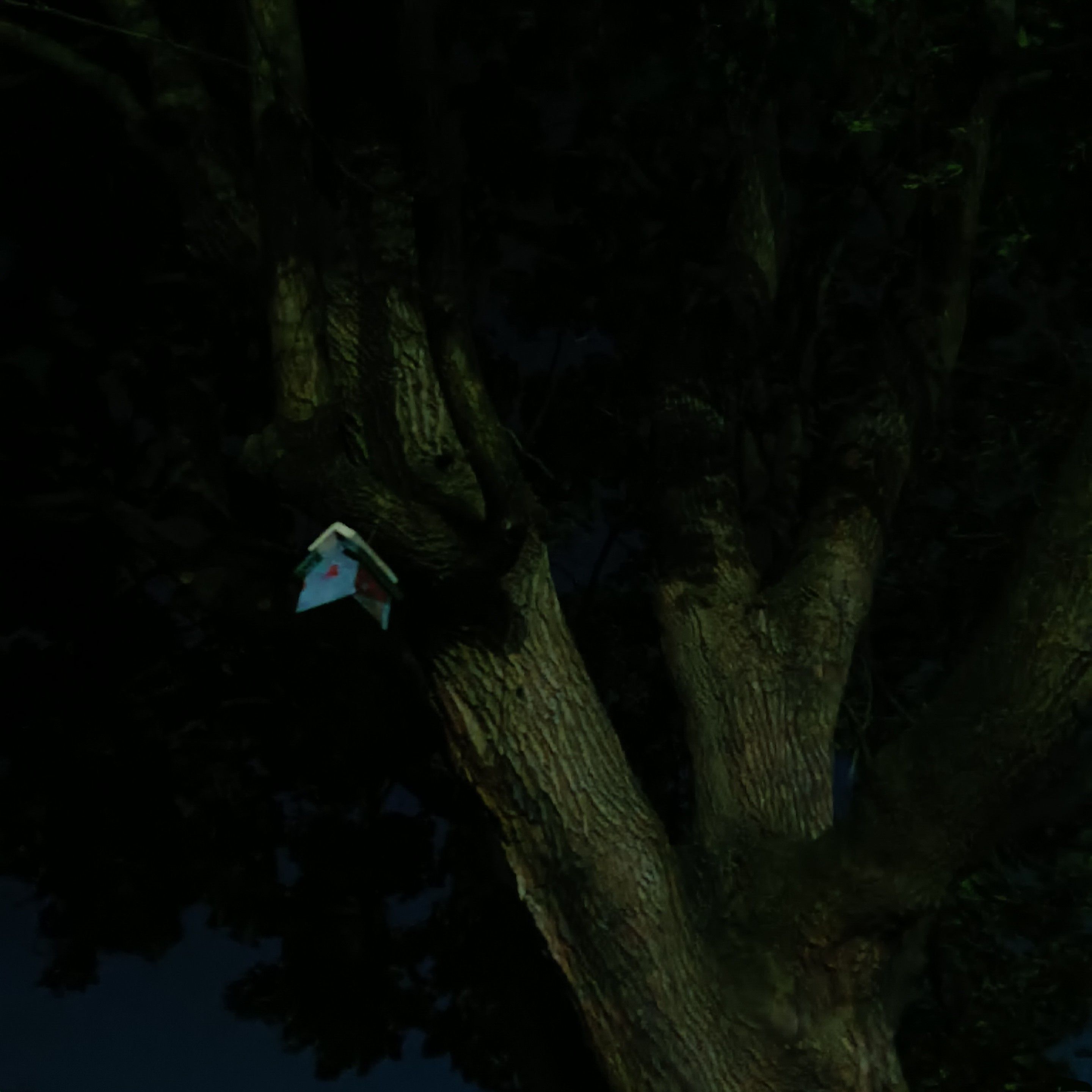 looking up at the birdhouse