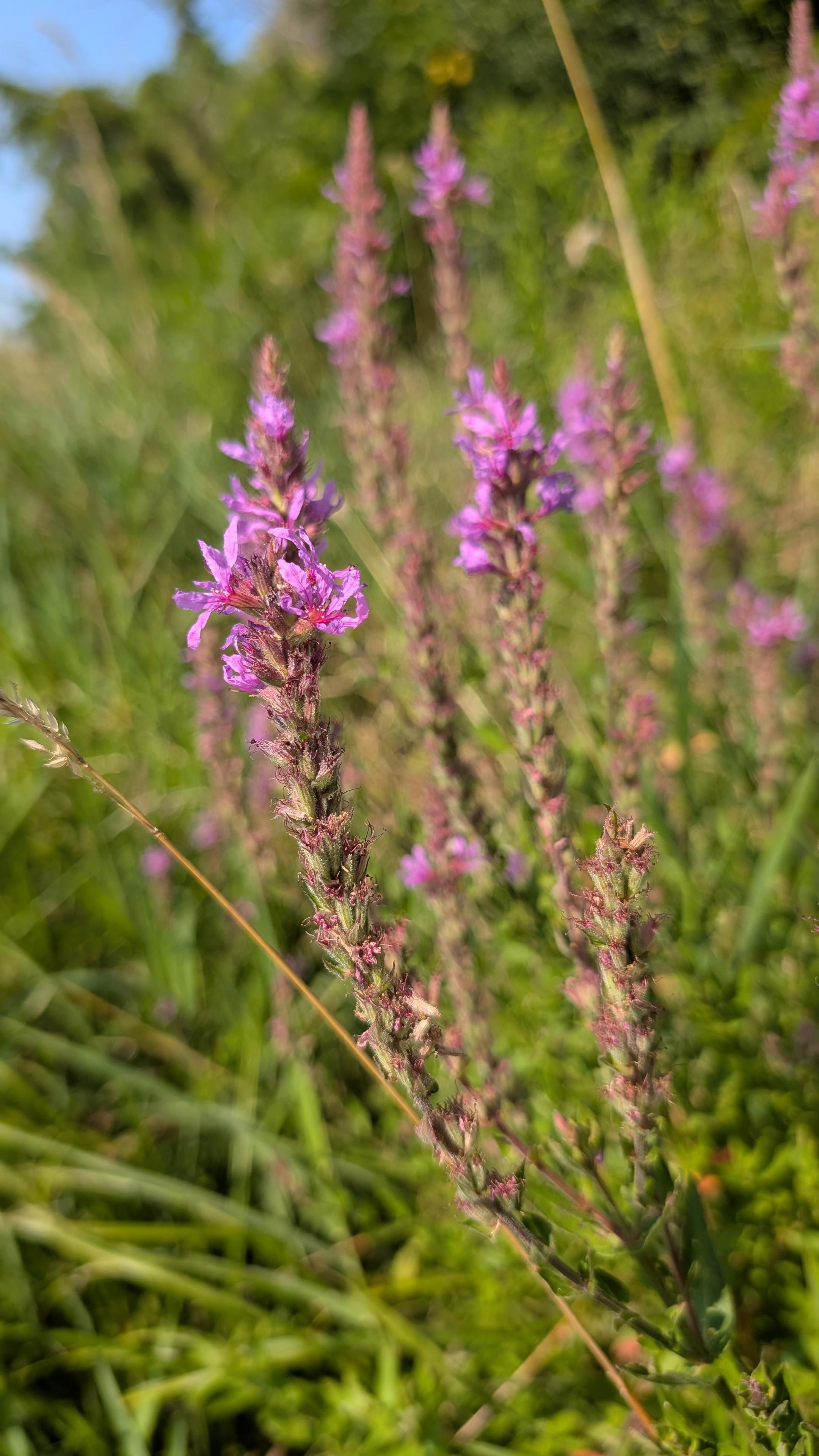 Green grassy background with a stalk of tiny pretty pink flowers