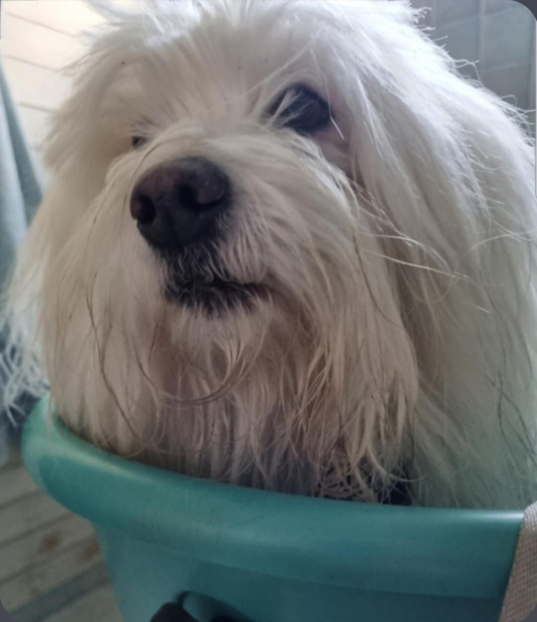 Valkoisena koiran ilmeisesti kun ollaan pesualtaassa on että ei kai taas