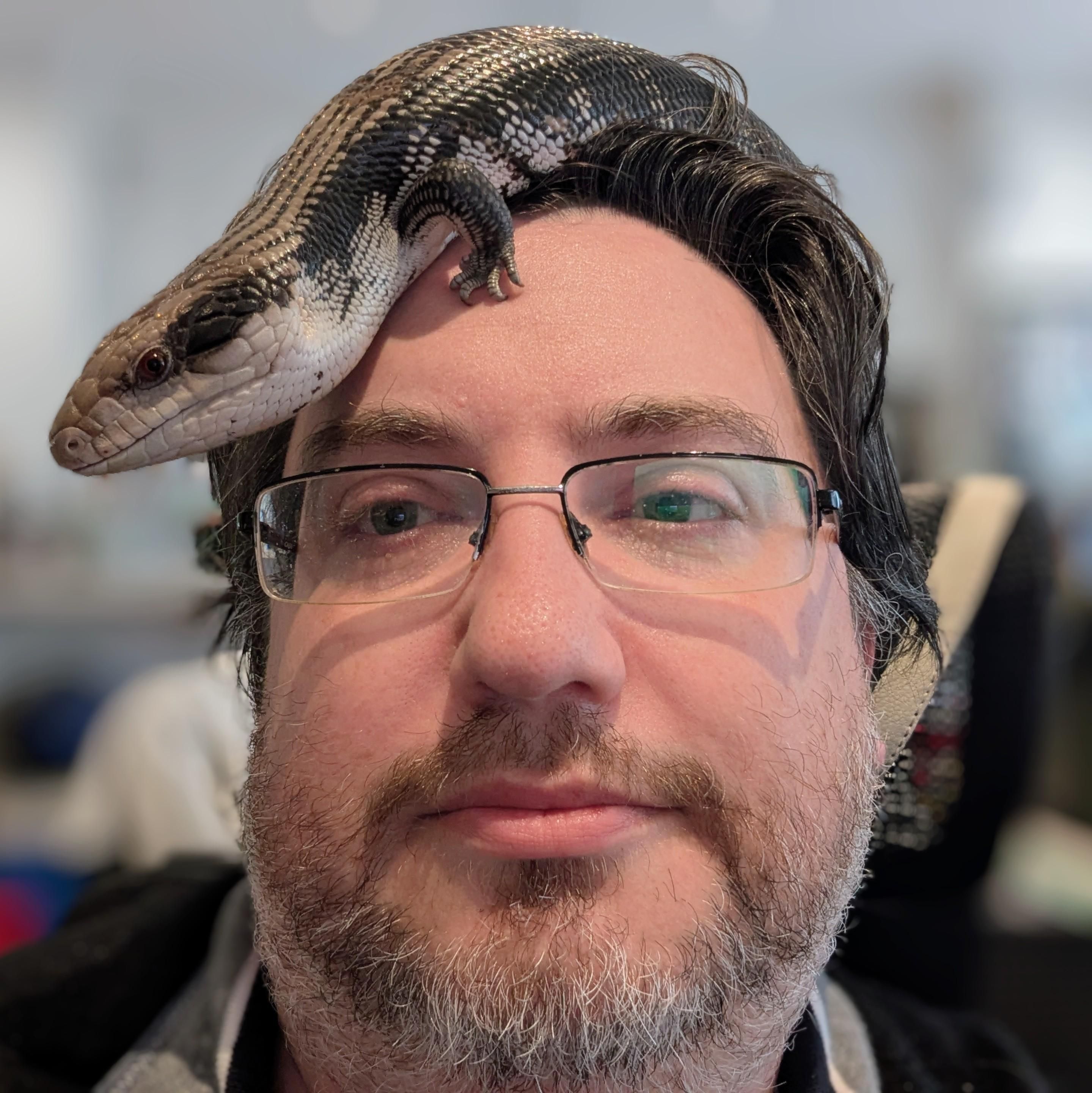 Photo of man with an Easter Blue Tongue Skink on his head.