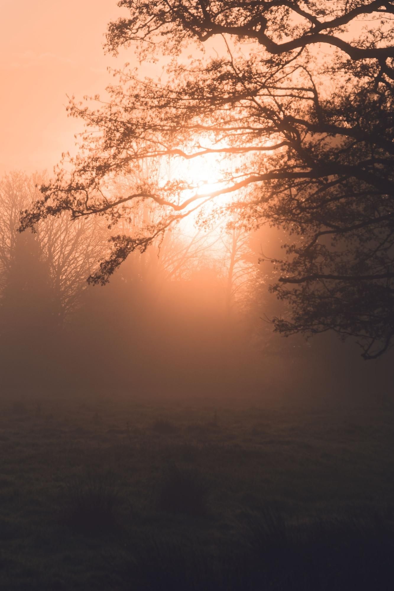 Vertical photo of the sun rising behind fog making everything golden.
There is a tree on the right and top, grassy field on the front going towards more trees hidden by the fog.