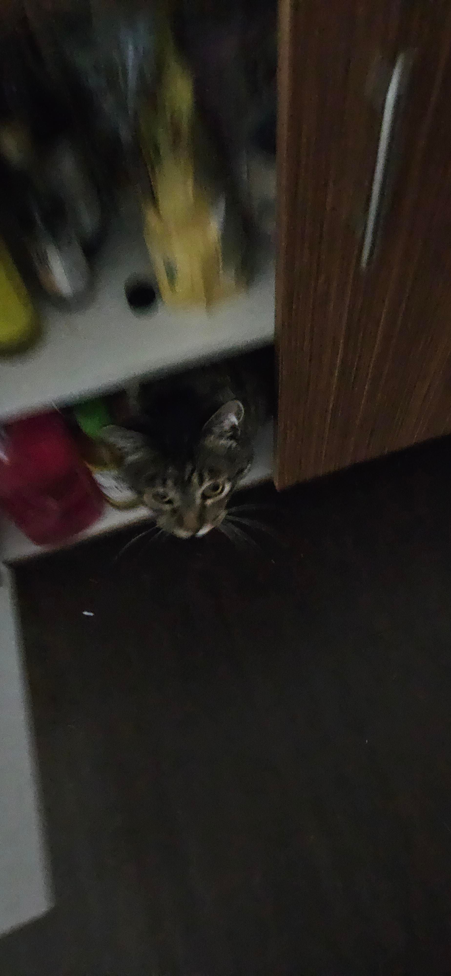 A blurry picture of momo jumping out of another cabinet in my kitchen.