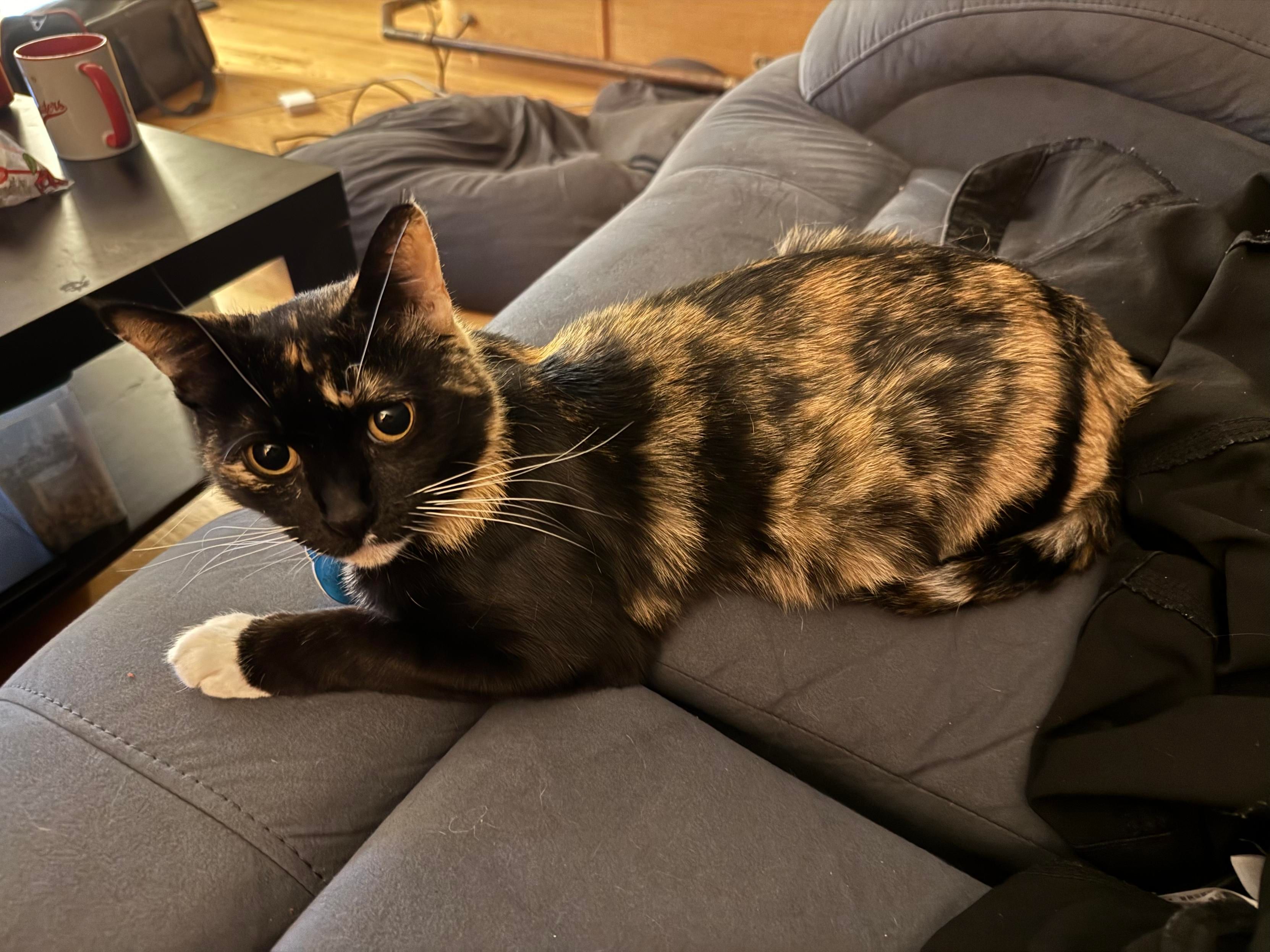 A brown, black and white calico cat chilling on a couch and looking at the camera.