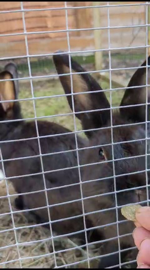 A black rabbit accepting a crunchy treat through the mesh of his hutch