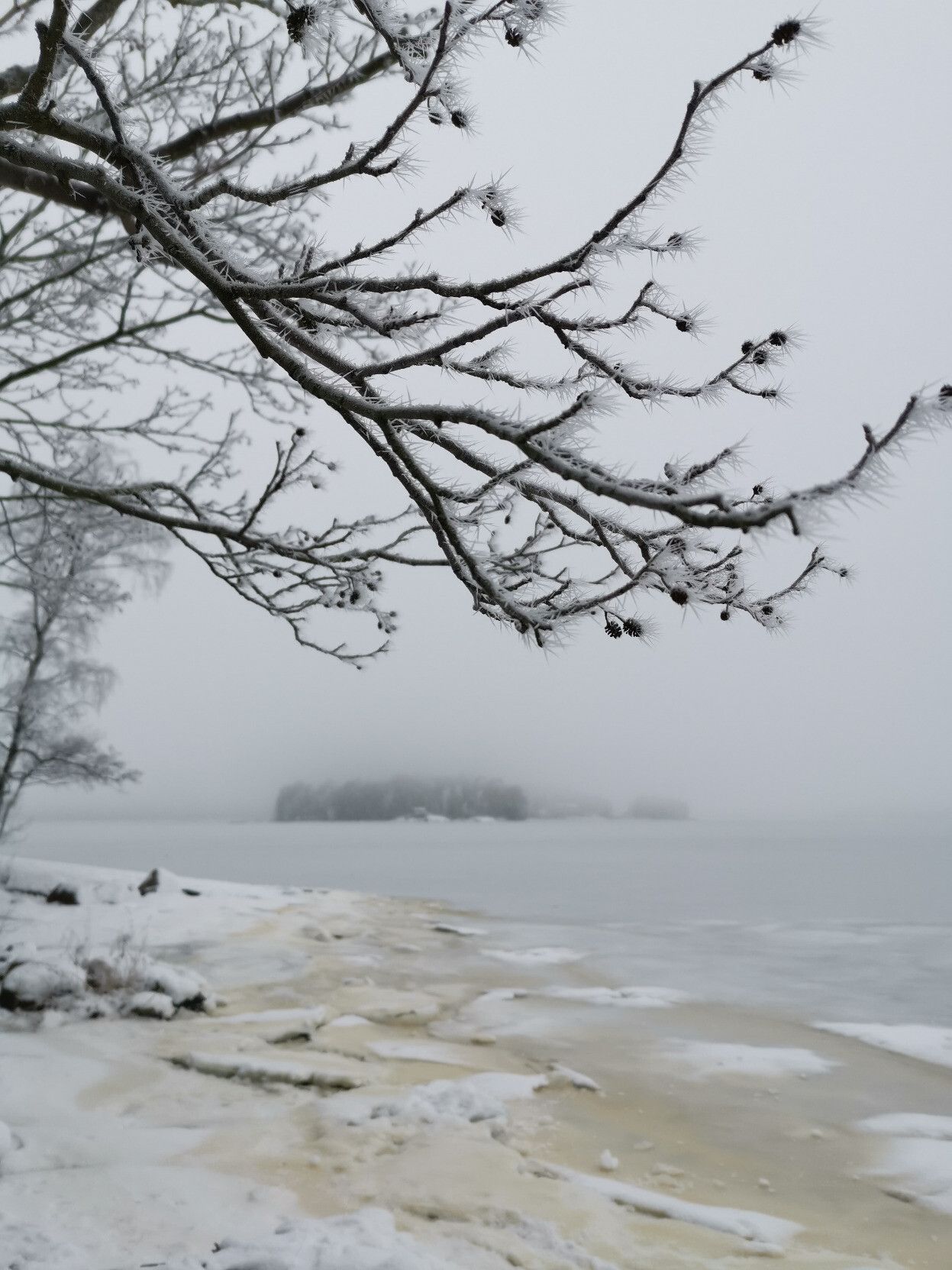 Näkymä jäätyneelle merelle jäätyneiden oksien alta