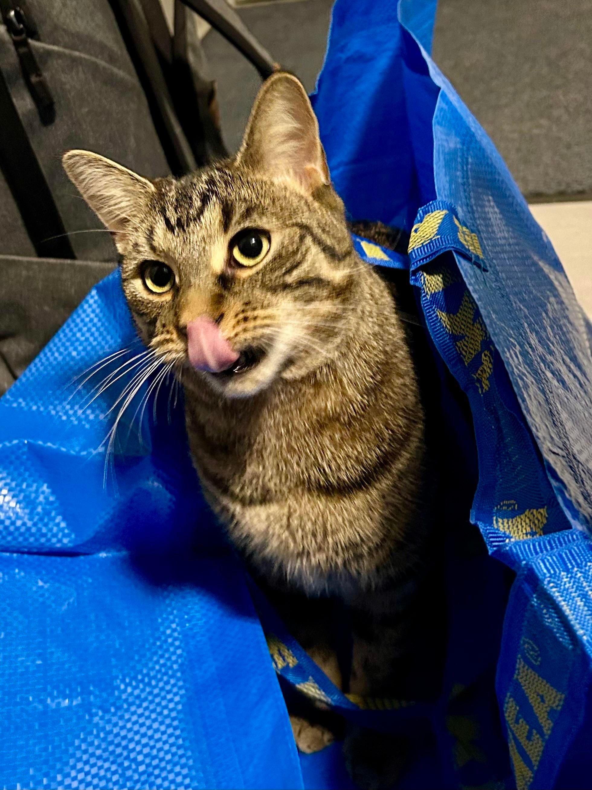 A photo of Mini, still sitting in the bag, caught mid-mlem (tongue covering his nose), with a bit of motion blur on his face.