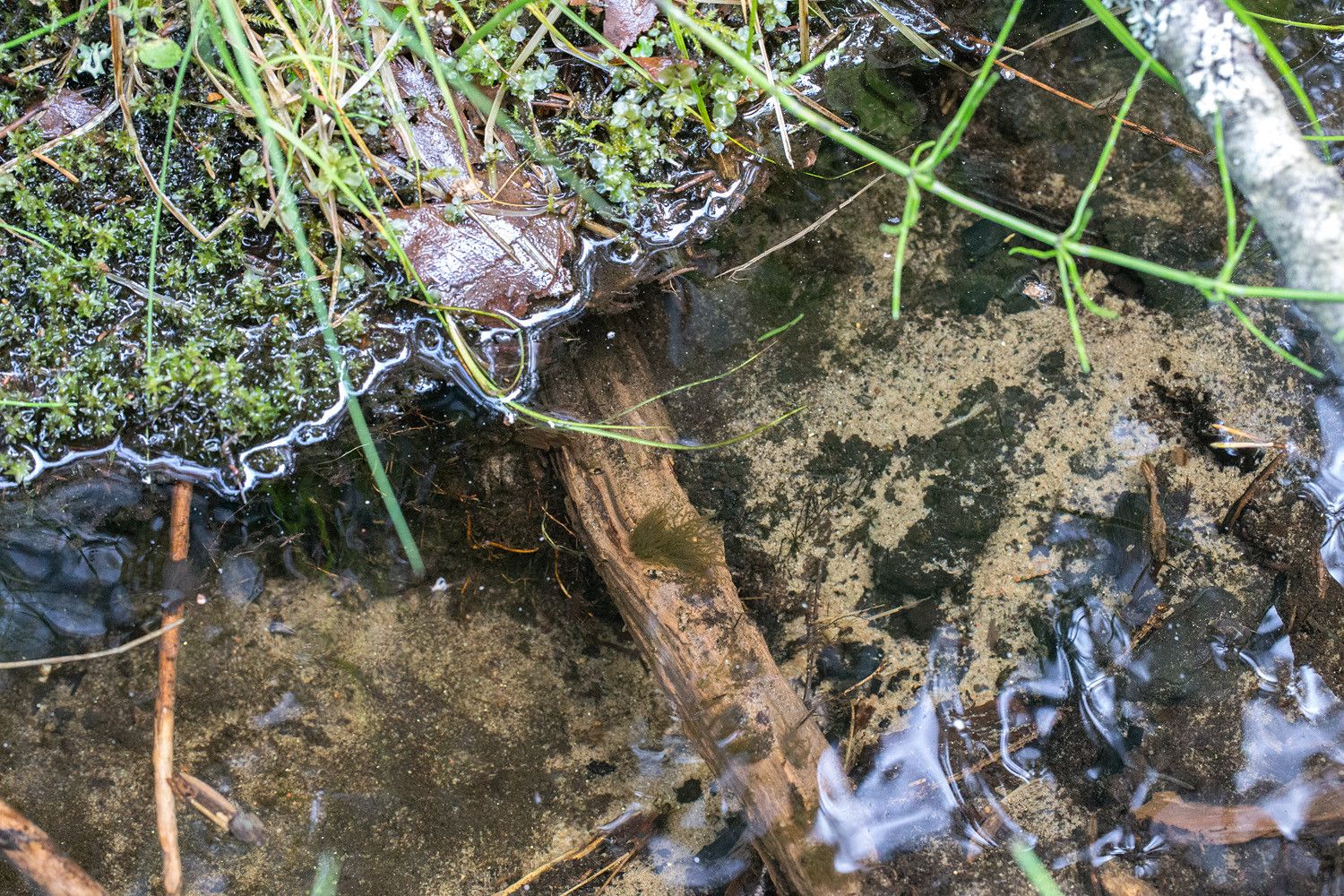 Kirkasvetisen purolähteen reuna, veden alla vaalea hiekkapohja ja lahopuuta.