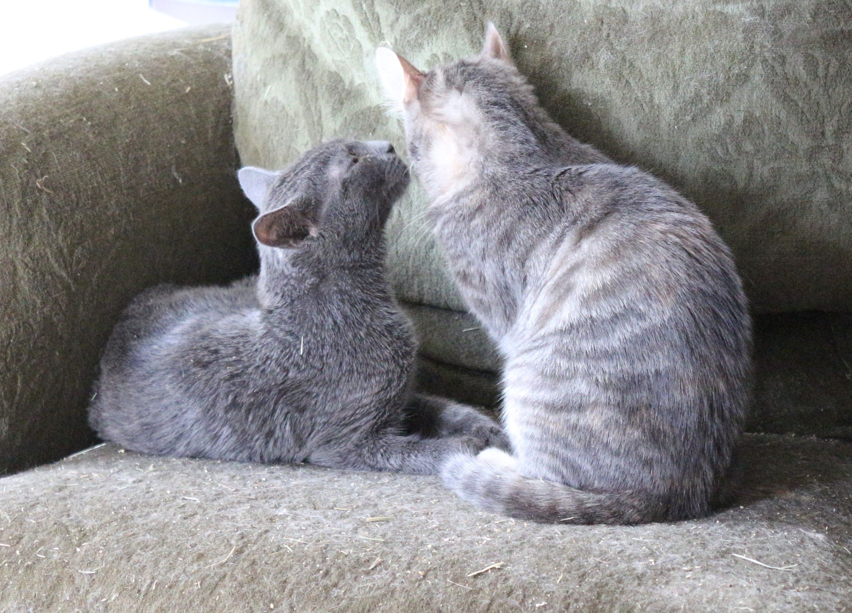 Ush et Ula, deux grands chatonnes respectivement bleue et écaille de tortue tigrée diluée, sont assises sur un fauteuil. Ush est allongée et tend la tête vers sa soeur pour la toiletter.