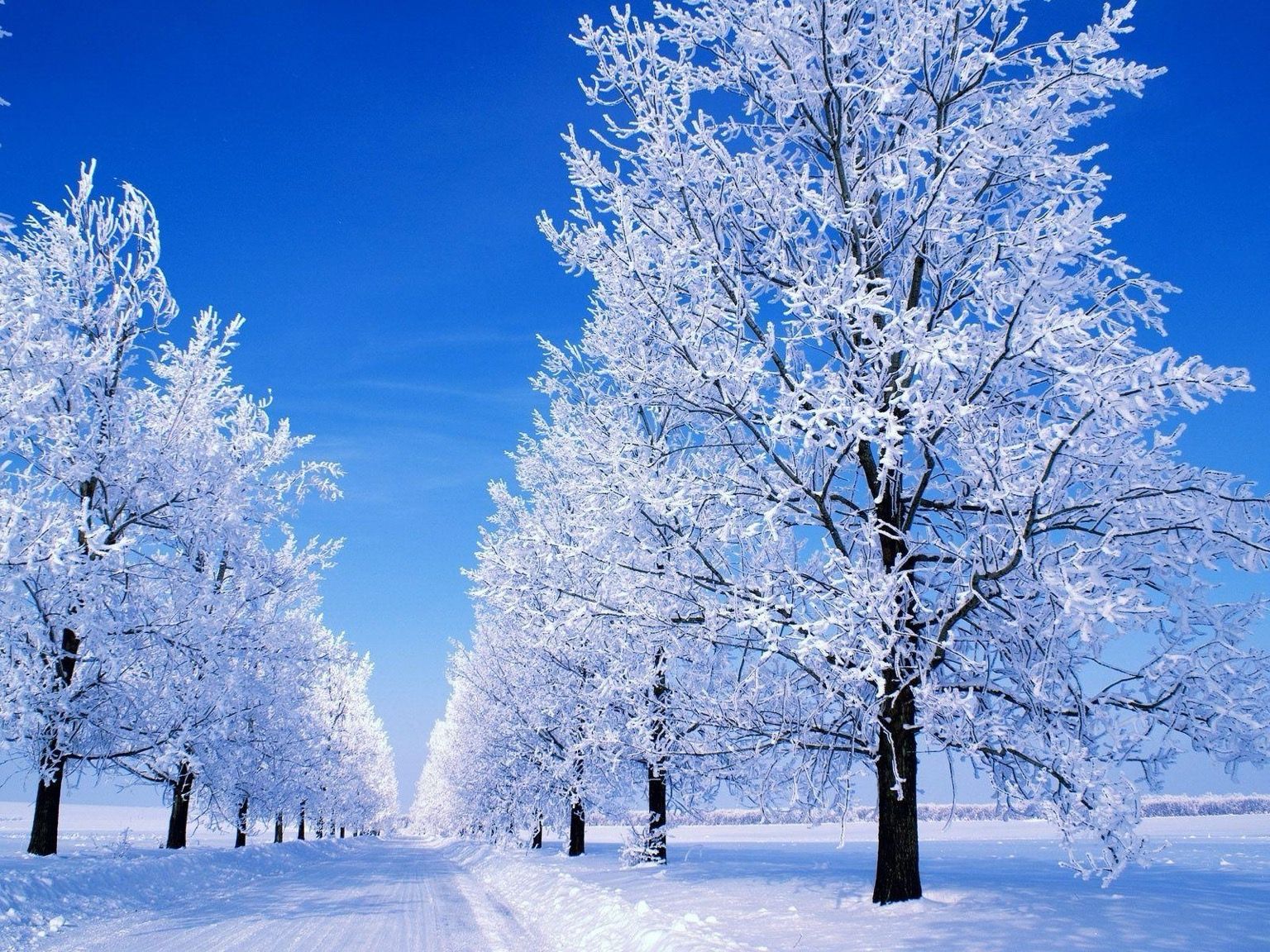 Winter scene. Trees covered in frost, ground covered with snow, cerulean blue sky..