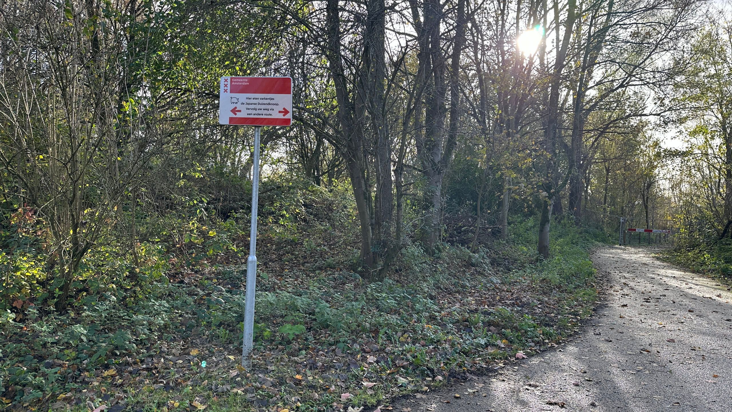 bike path with a sign saying (in dutch) "little piggies eat the Japanese Knotweed here. follow your path via an alternate route". there is a fence across the path in the distance