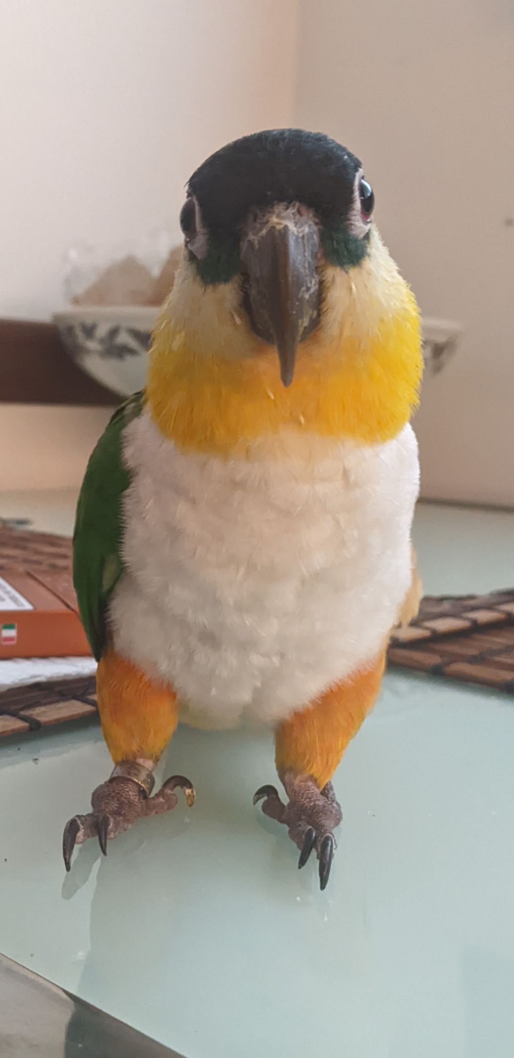 the parrot Nemo stands on a table, in front of a camera and looking straight into it