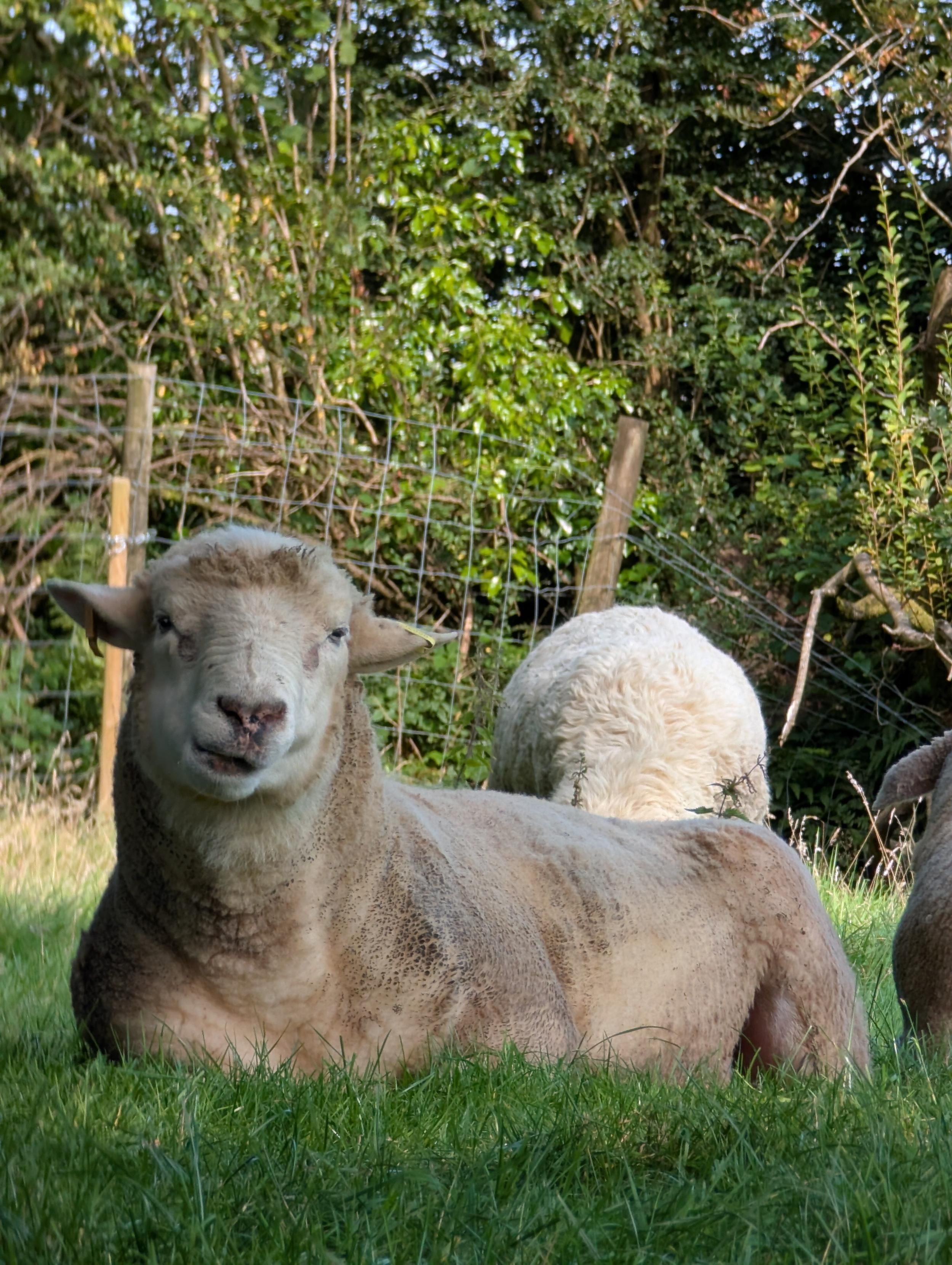 The boss enjoying his cud. Mmm delicious.