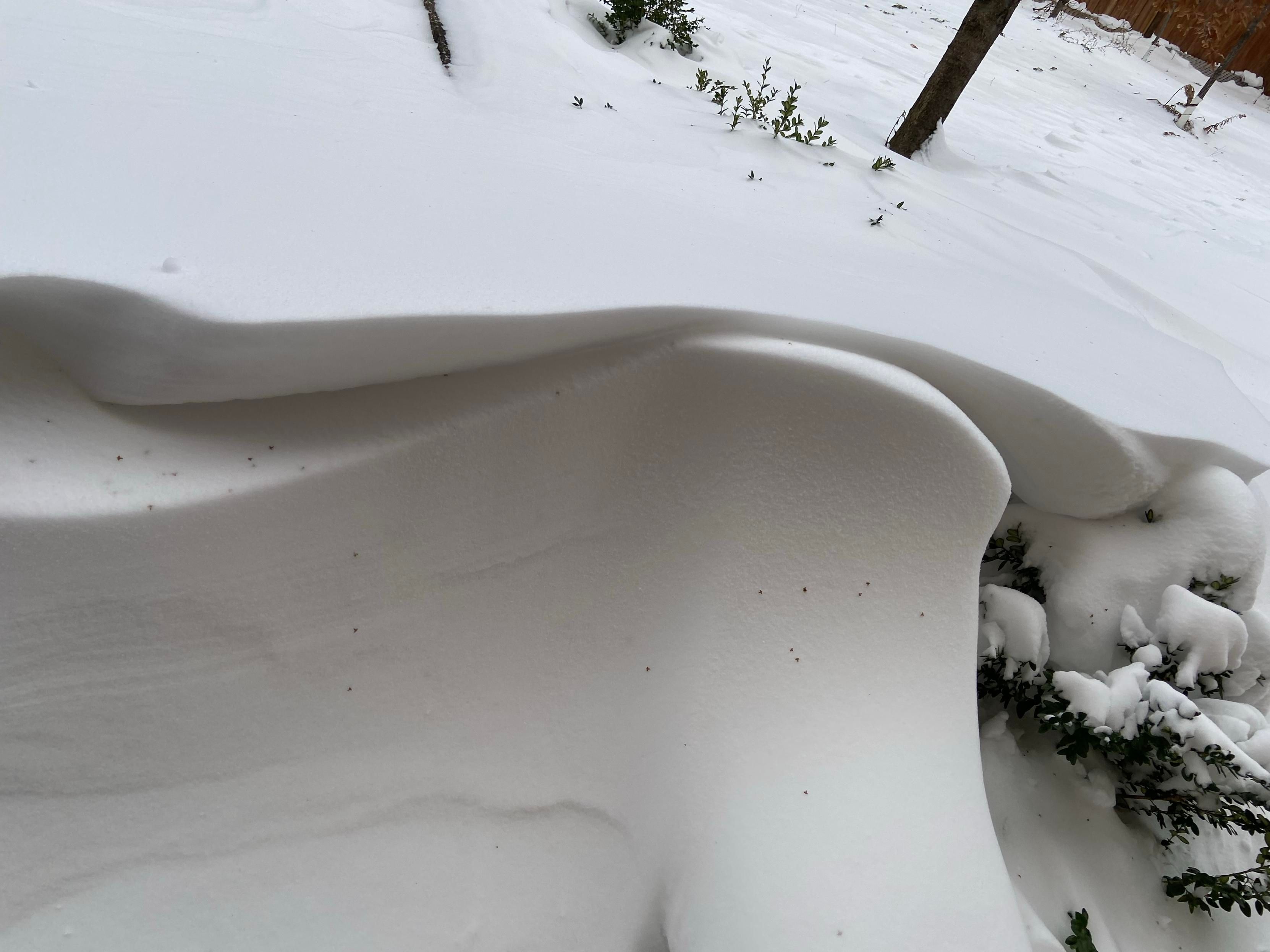 Snow that has been sculpted by the wind into two lovely waves that look like an upper and lower lip of a smiling character about to take a bit of something delicious. 