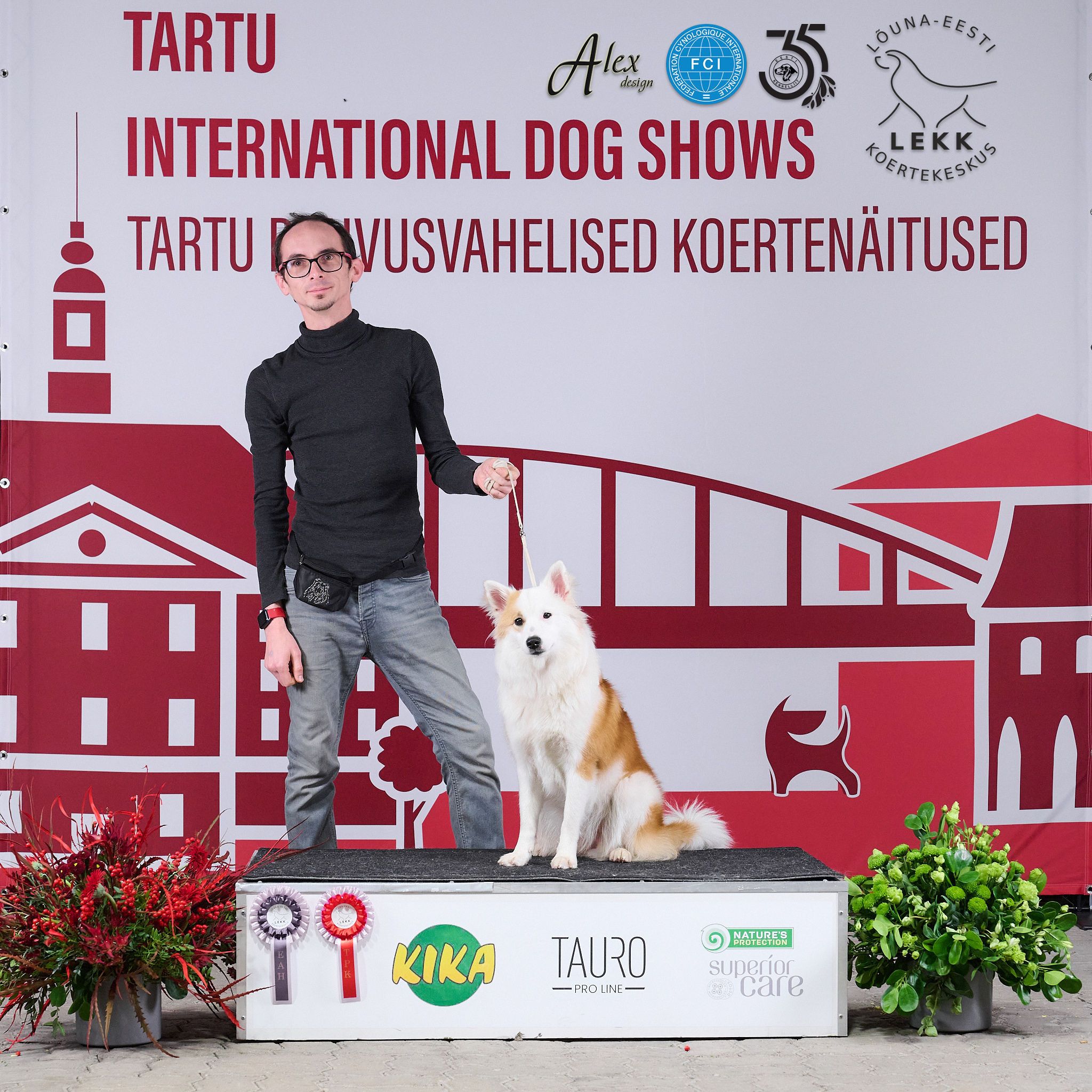 Red-and-white icelandic sheepdog sitting on a podium with a slightly tilted head, behind him a handler stands holding her show leash short. They are standing in front of a backdrop that reads "Tartu International Dog Shows", looking at the camera