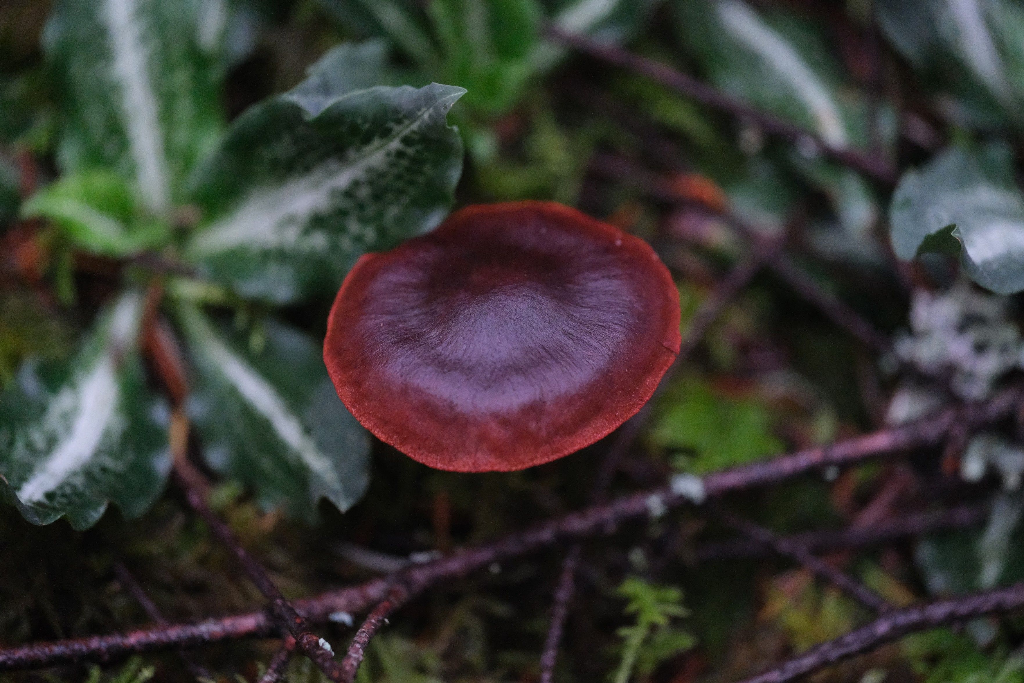 a vividly rich, dark red mushroom, lighter on the edges of the cap and darker in the center. out of focus next to it is a cluster of wild orchid leaves