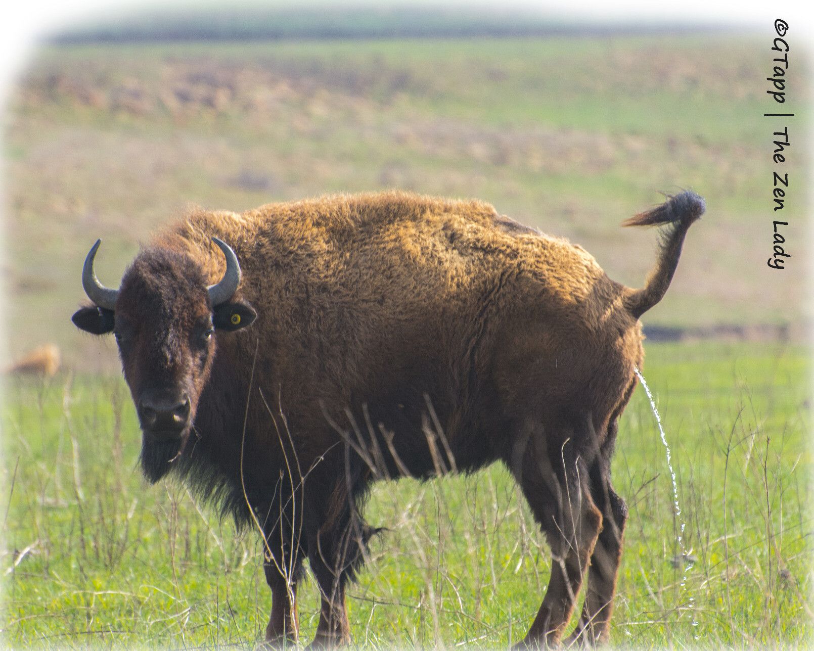 Bison taking a pee. Side view with tail raised but has head turned to look at the camera.