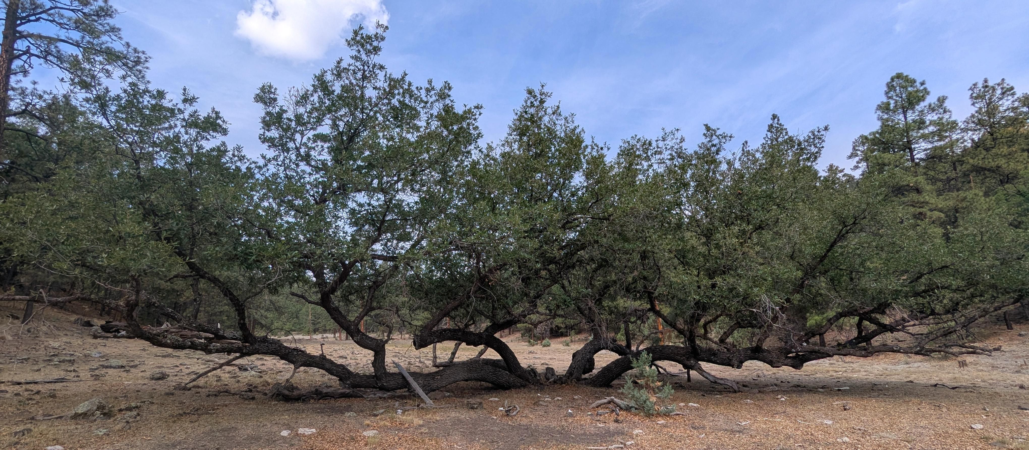 A large spreading tree, maybe an oak, with multiple trunks growing in a stream bed in central New Mexico. The area around the tree has been heavily grazed by cattle so not much vegetation survives. The sky is a hazy blue with a few clouds.