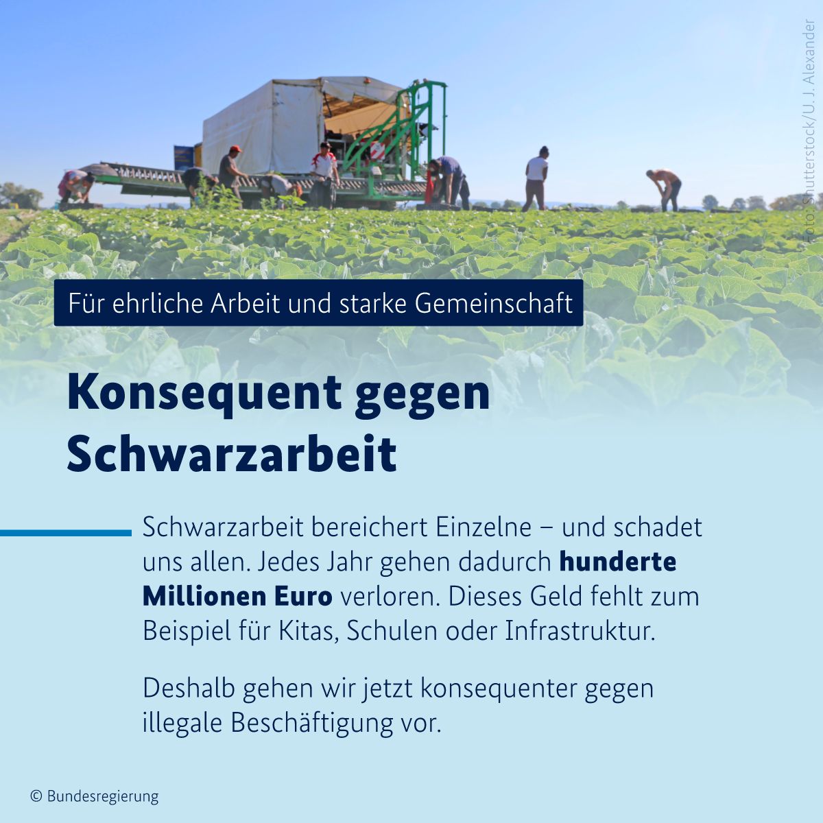 In weißer Schrift auf dunkelblauem Hintergrund steht: für ehrliche Arbeit und starke Gemeinschaft. Im Hintergrund ist ein Feld mit Salatköpfen zu sehen, auf dem Arbeiter das Gemüse ernten. Darunter steht der Text: Konsequent gegen Schwarzarbeit. Schwarzarbeit bereichert Einzelne – und schadet uns allen. Jedes Jahr gehen dadurch hunderte Millionen Euro verloren. Dieses Geld fehlt zum Beispiel für Kitas, Schulen oder Infrastruktur. Deshalb gehen wir jetzt konsequenter gegen illegale Beschäftigung vor.