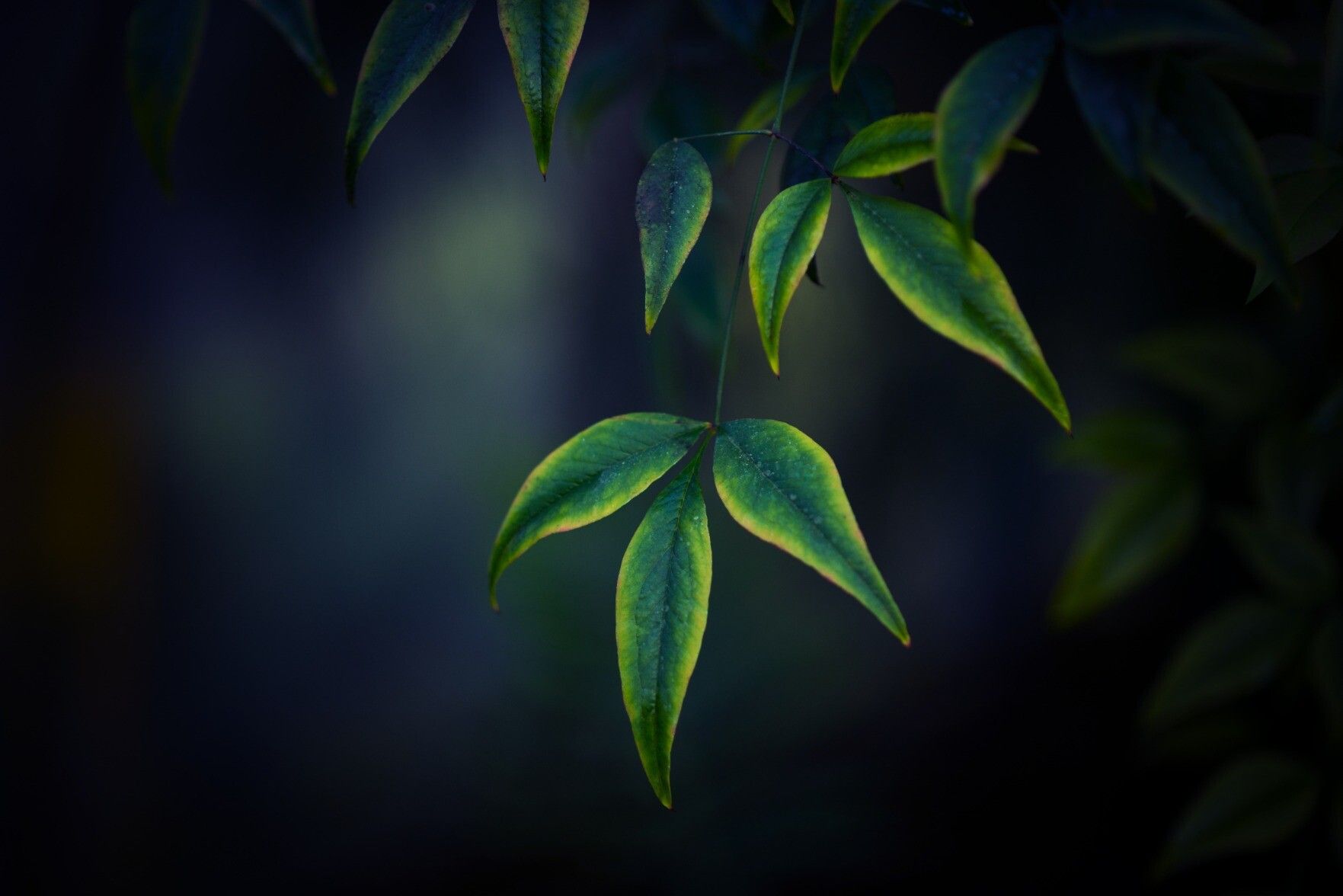 A moody, dark blue and green photograph of dark green leaves with a bright lime green to yellow edges.