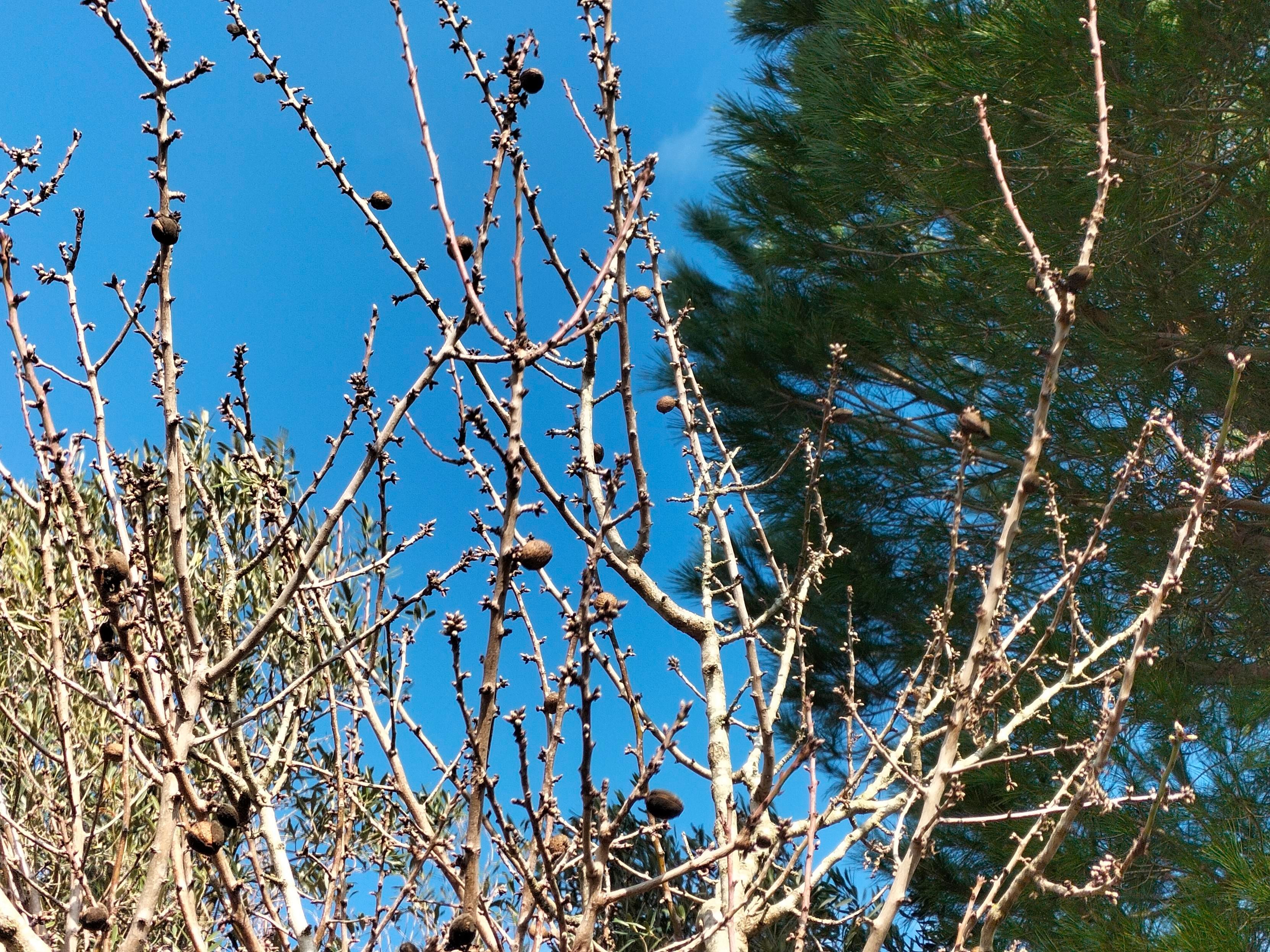 Sommità di uno mandorlo che inizia a fiorire, ci sono ancora le mandorle della passata stagione. Il cielo è leggermente nuvoloso e sulla parte destra, dietro al mandorlo, si vede un pino.