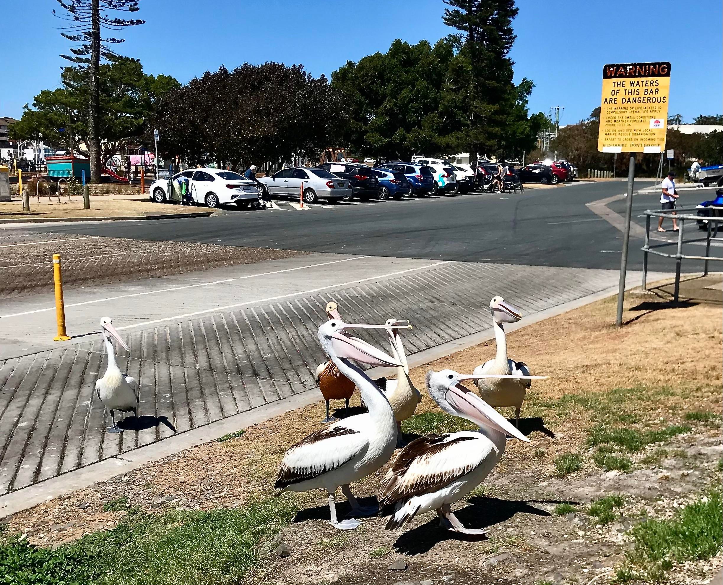 Six pelicans with open beaks waiting to be fed by the roadside by an unseen person. 