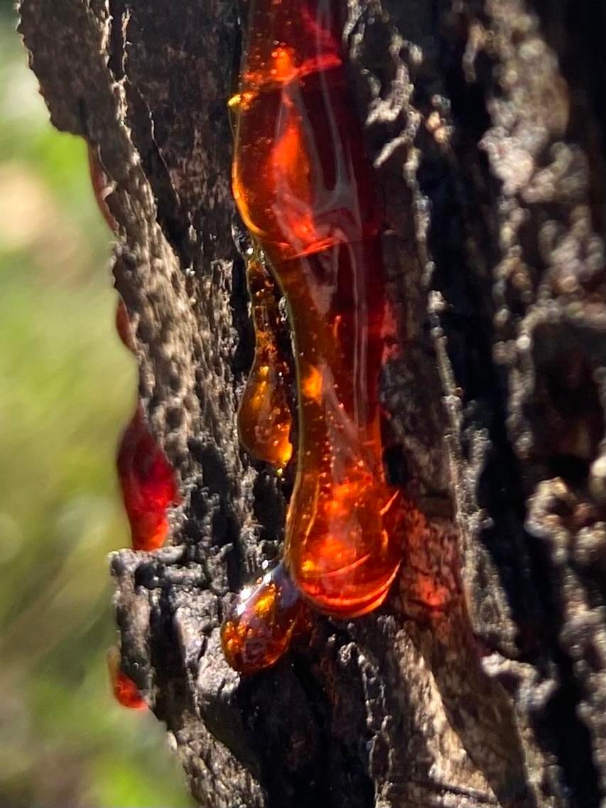 Thick strands of orange and red tree sap on the side of an apricot tree, brilliant in the sun