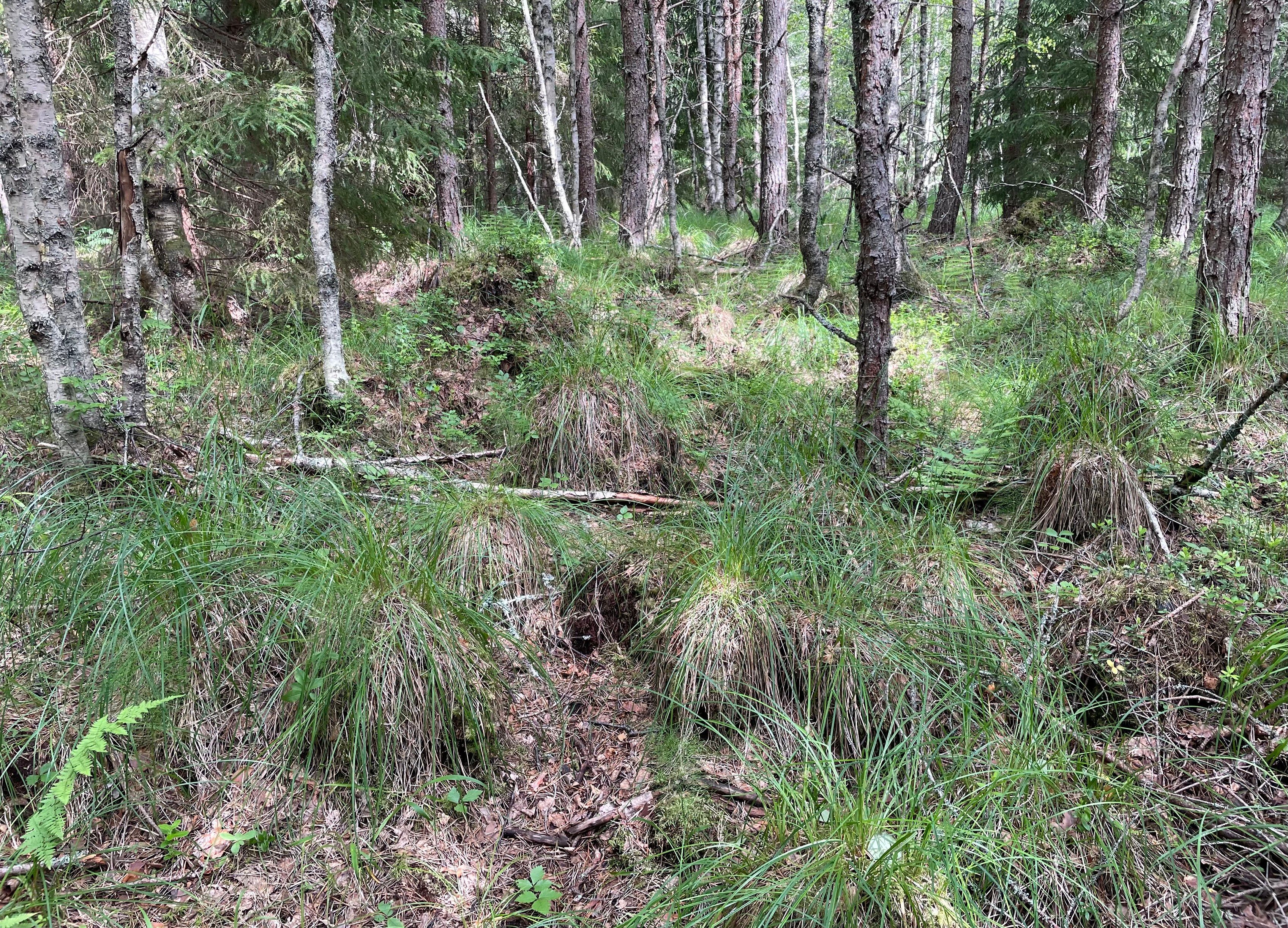 Kuivahtaneita saramättäitä keskikokoisten mäntyjen ja koivujen välissä.