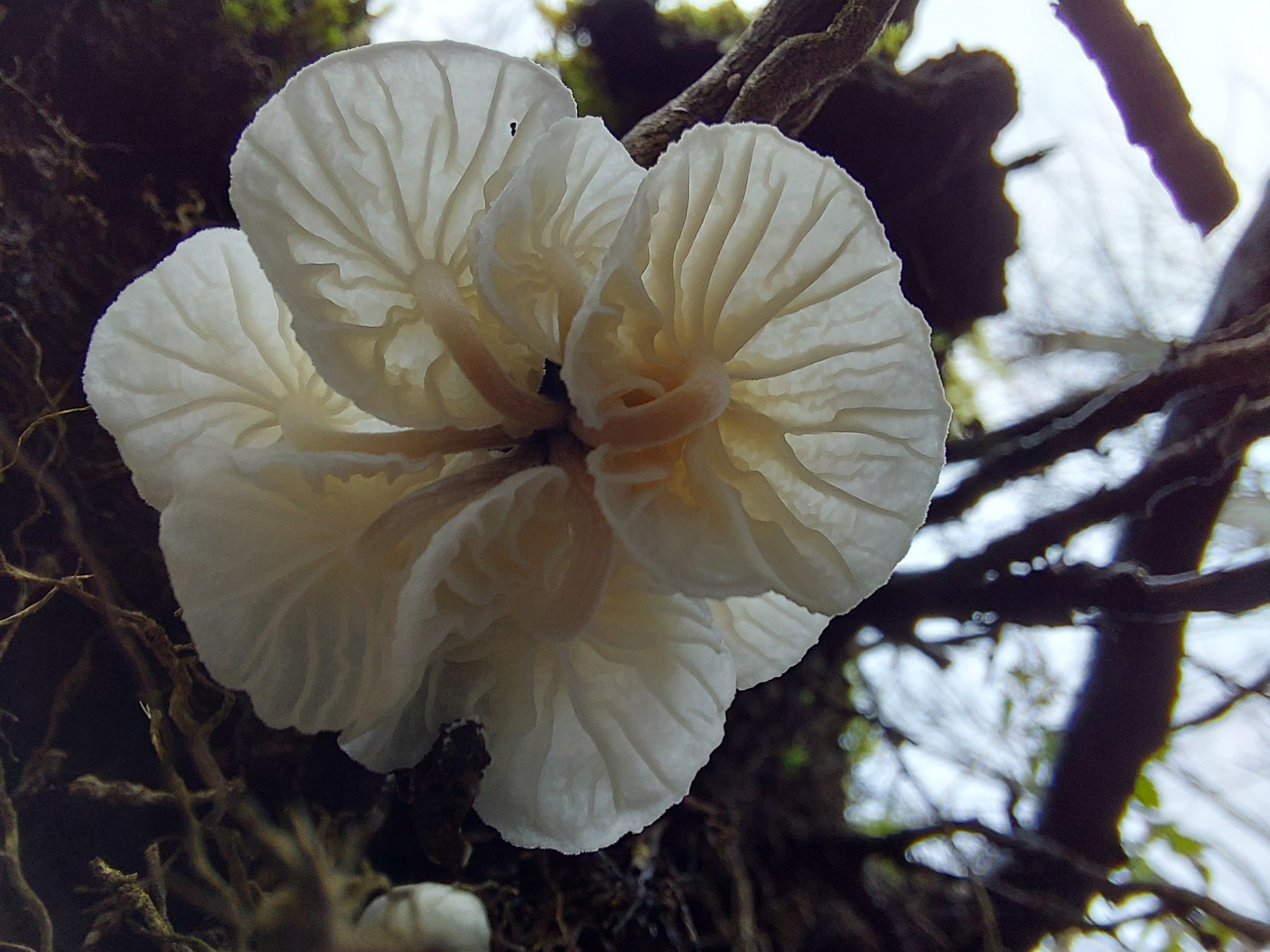 the underside of a cluster of cream-white mushrooms that themselves are growing from the underside of an uprooted tree, sunlight filtering through their gills to show a veiny structure