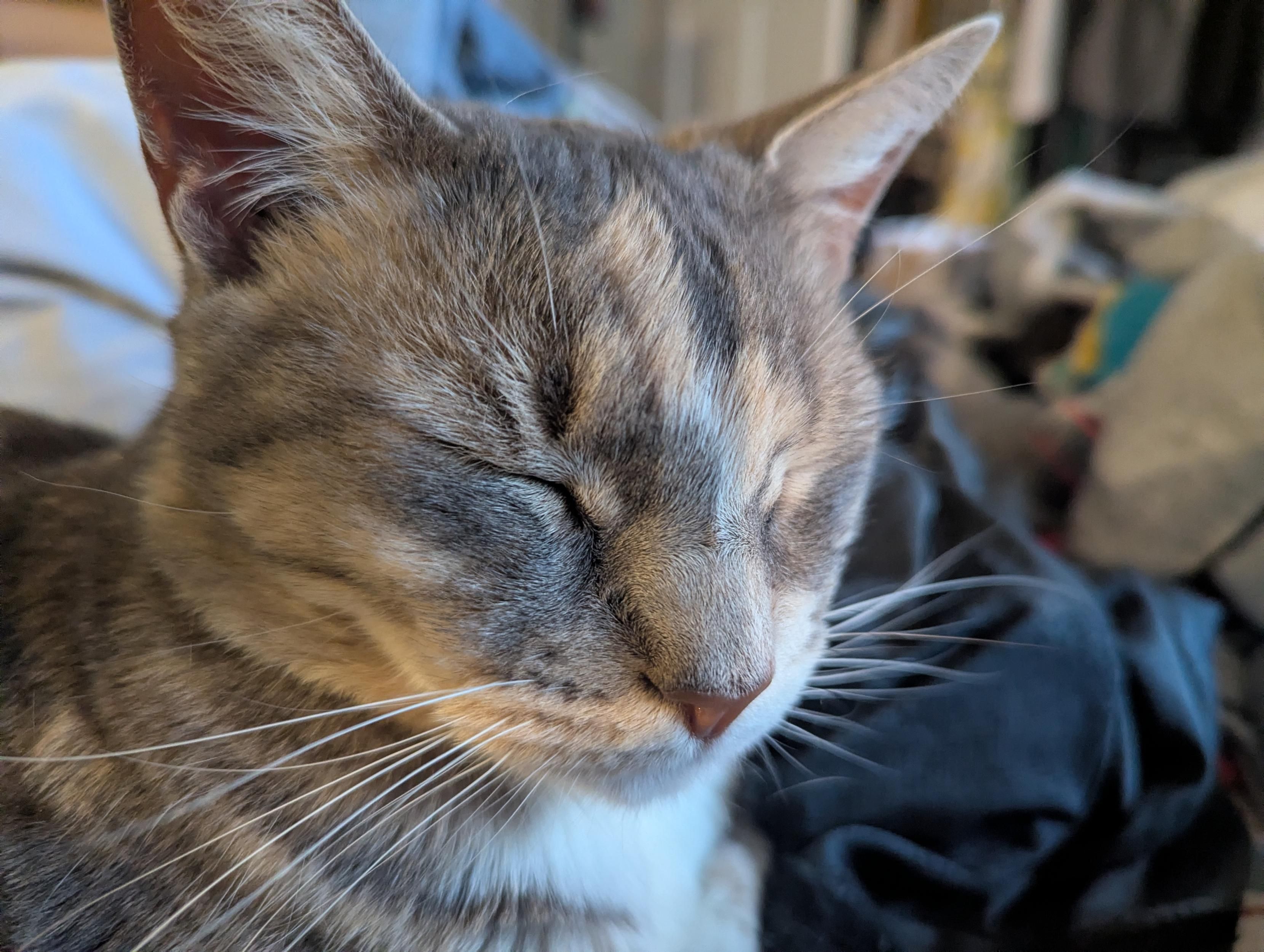 Muted calico Kitty sits with eyes closed, indicating she is relaxed