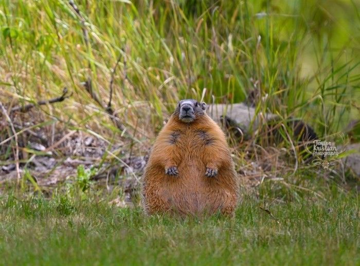 A very fat marmot