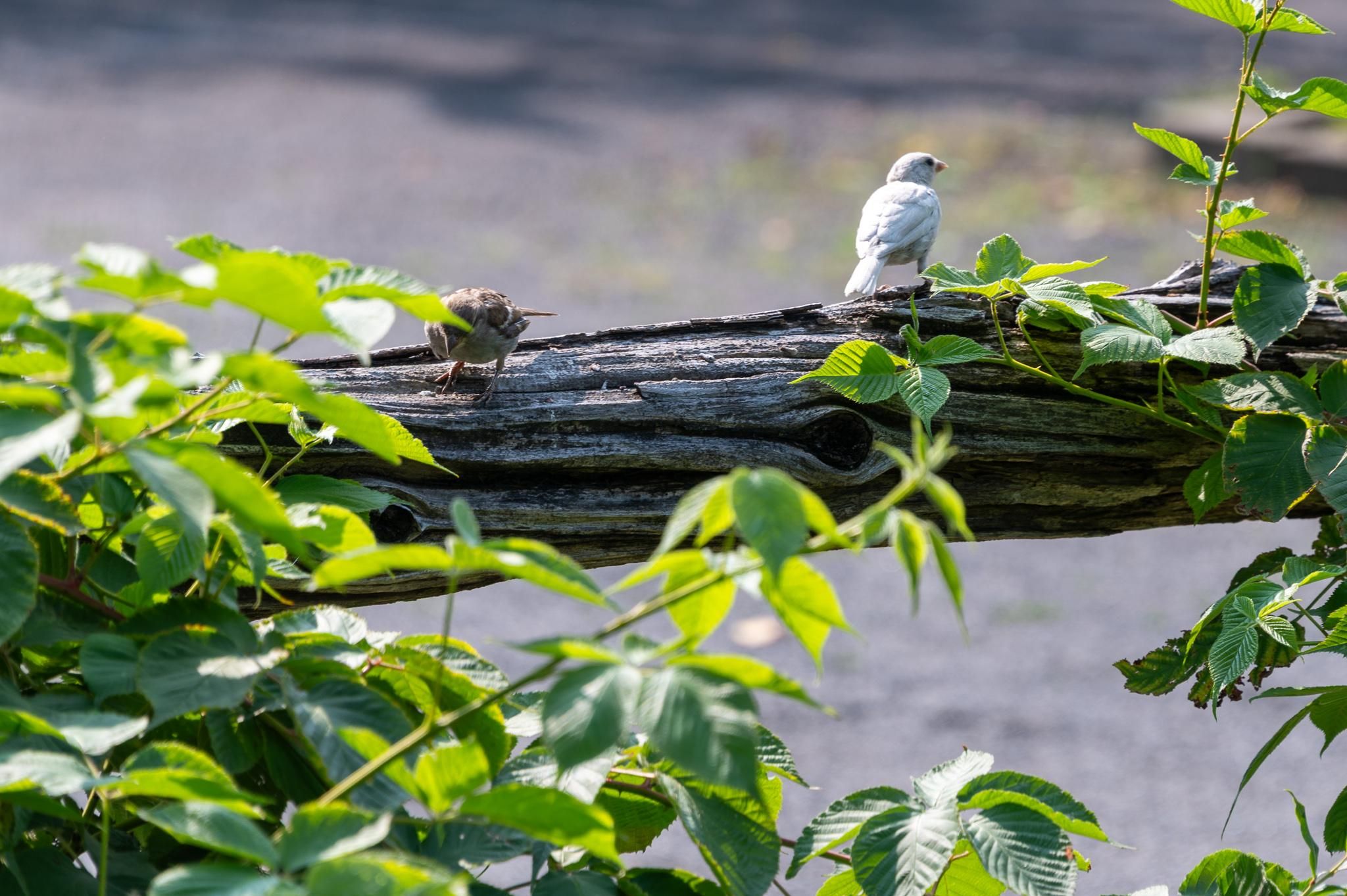 Two sparrows on a horizontal fence beam, partially hidden by green leaves. One has normal brown, black, and white coloration, the other is all a sort of dirty white (except for its eye, which is black, suggesting leucism rather than albinism).