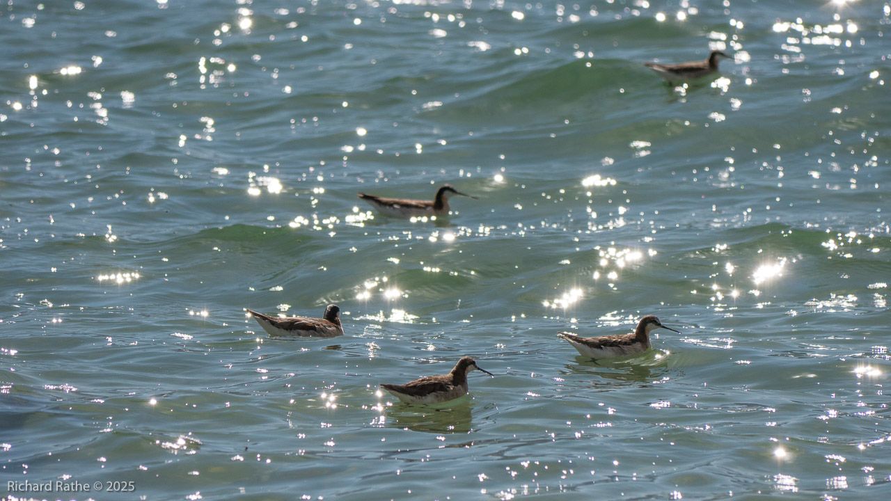 Wilsons Phalarope with Reflections