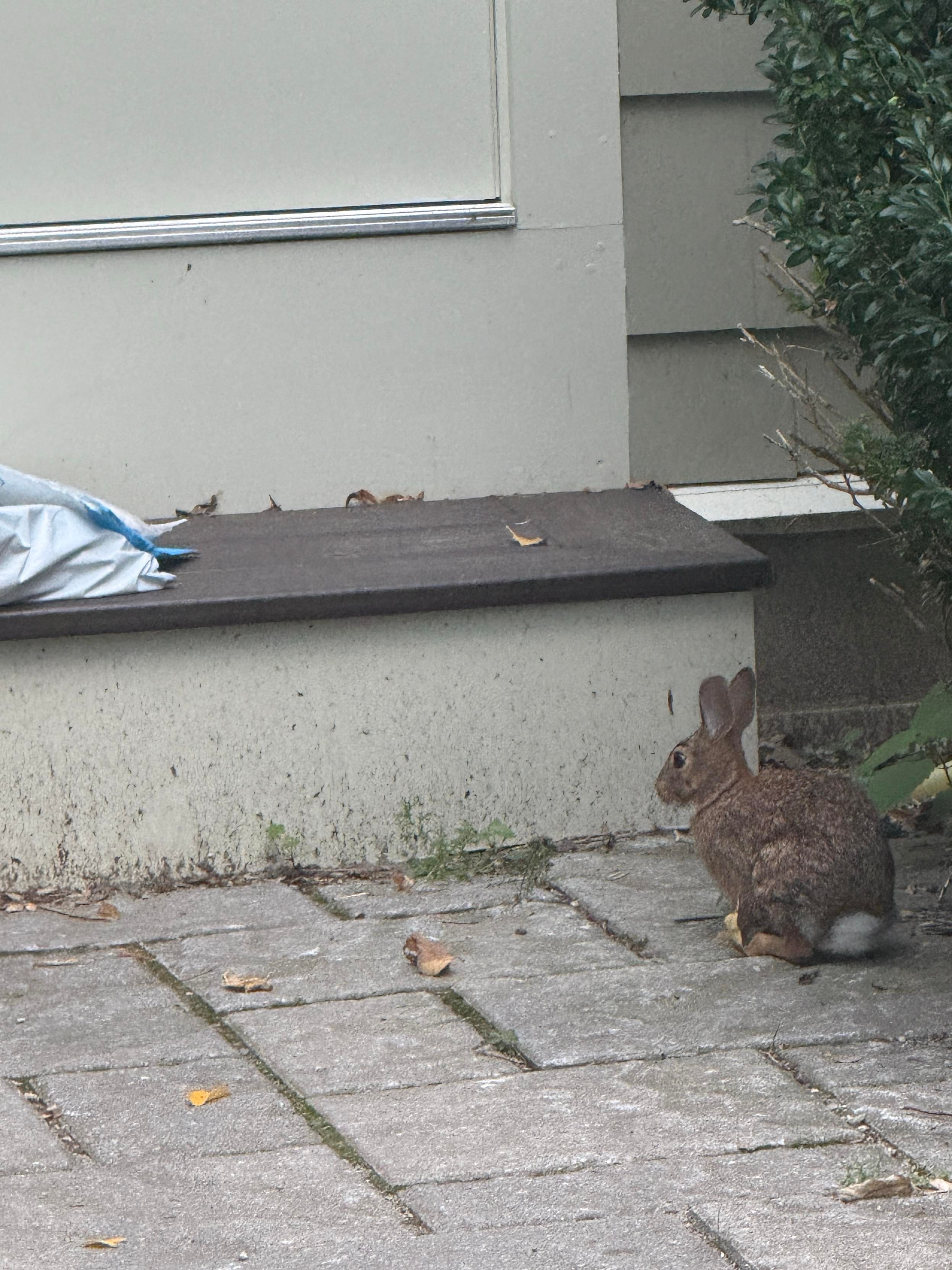 Bunny stealthy approaching Amazon packages left on the step. 