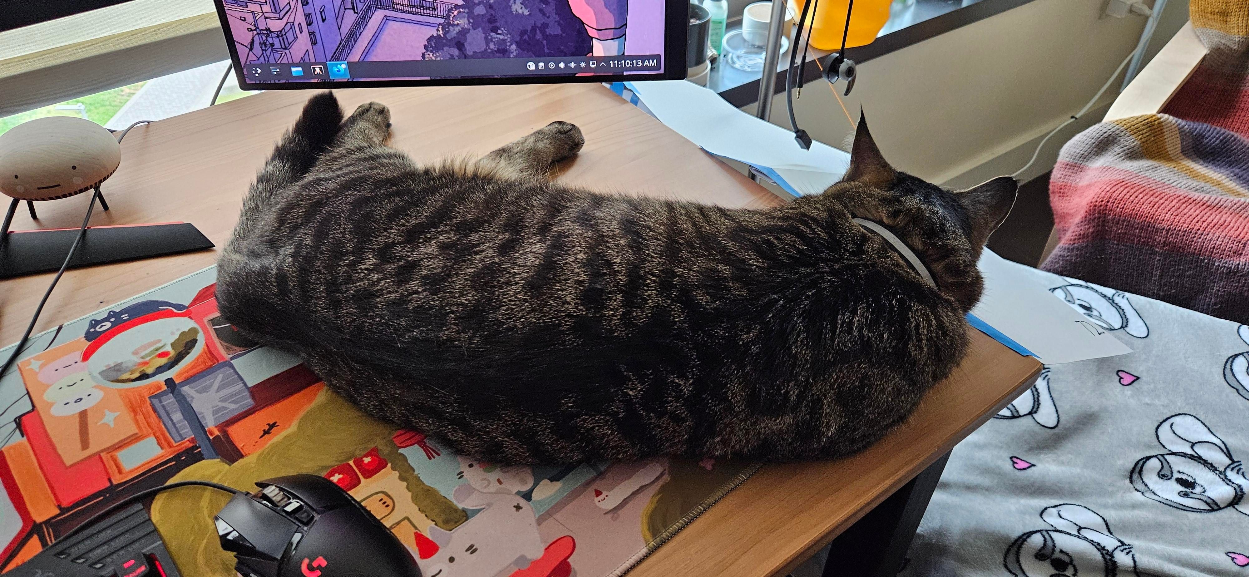 Momo snoozing on my desk, facing away from me.