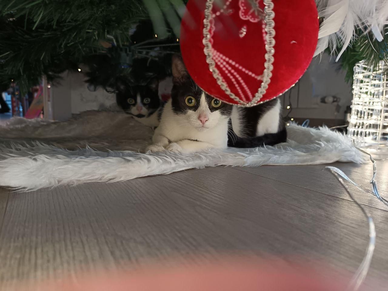 Fiocco e Luna nascosti sotto l'albero