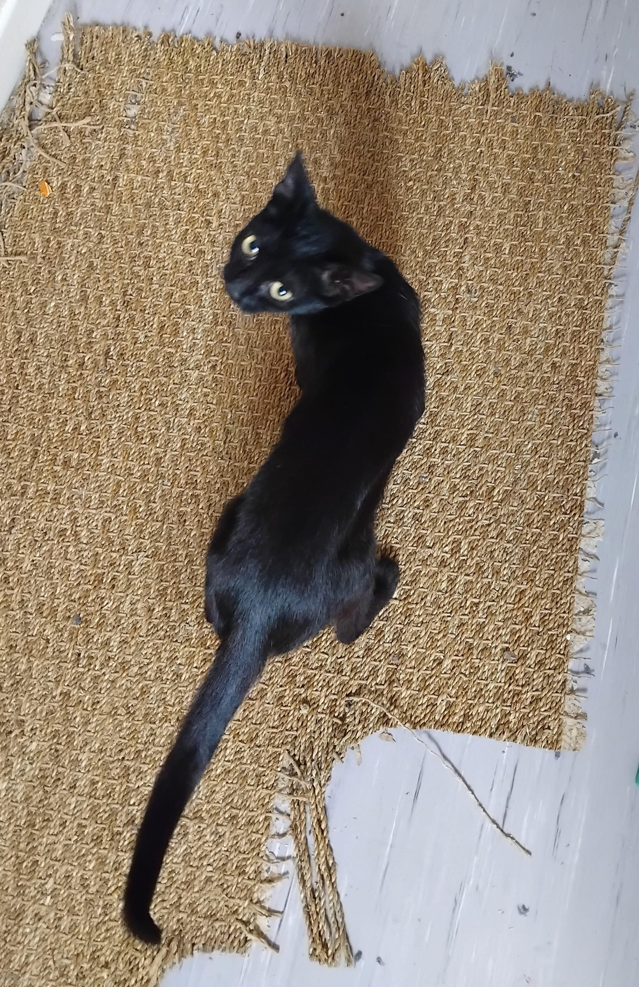 Sarriette, une jeune chatte noire, vue de haut. Elle est très maigre, et regarde vers l'objectif. ça lui fait des yeux immenses. 