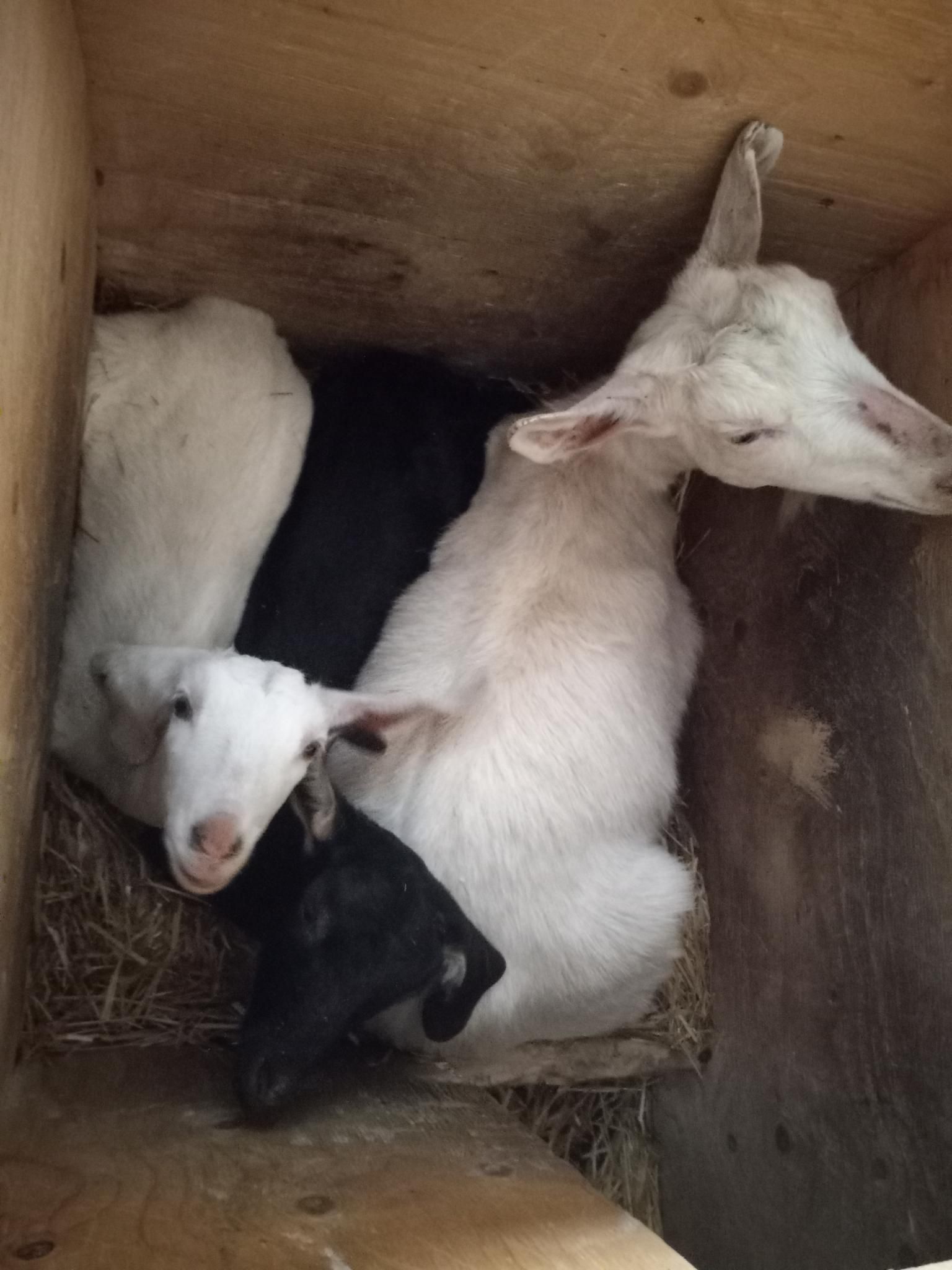 A small white goat next to a small black goat, next to a large white goat, all smushed comfortably together inside a wooden-sided box.  They are looking up at the camera and it's very cute.