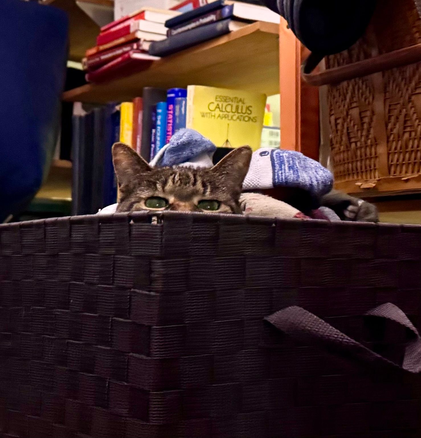 you see the ears of a tabby cat poking out of the basket of socks. Her eyes are a little angry.