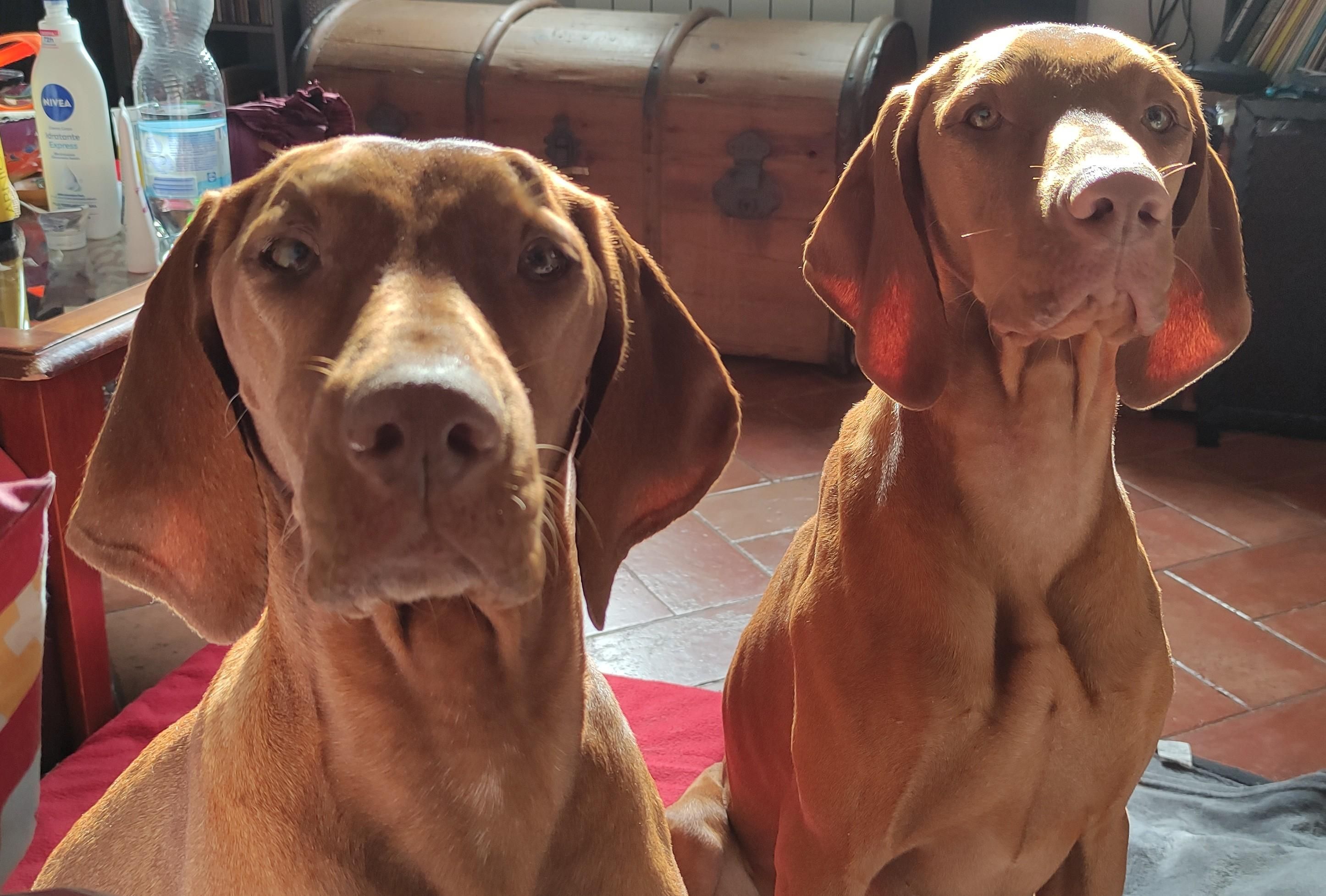 Mia e Ecco, due bracche ungheresi, primo piano con sguardo in camera, sedute su delle coperte, un baule sullo sfondo 