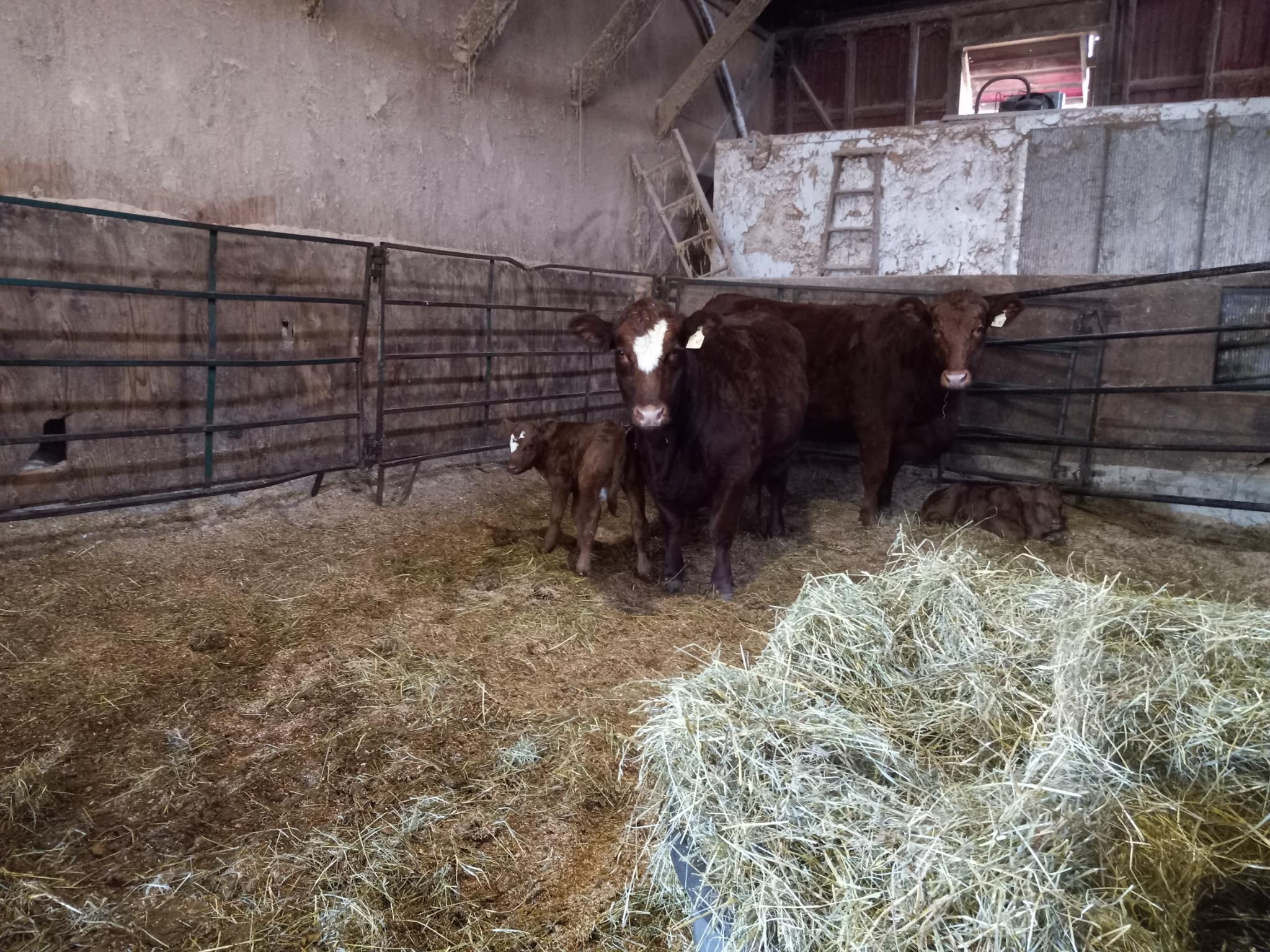2 large orange cows mamas with their 1 day old tiny fuzzy brown babies right next to them.  They're all looking right at me, in a pen with wood shavings all over the floor, inside a large old barn. The 2 mamas and one baby are standing, with one baby lounging in the shavings.