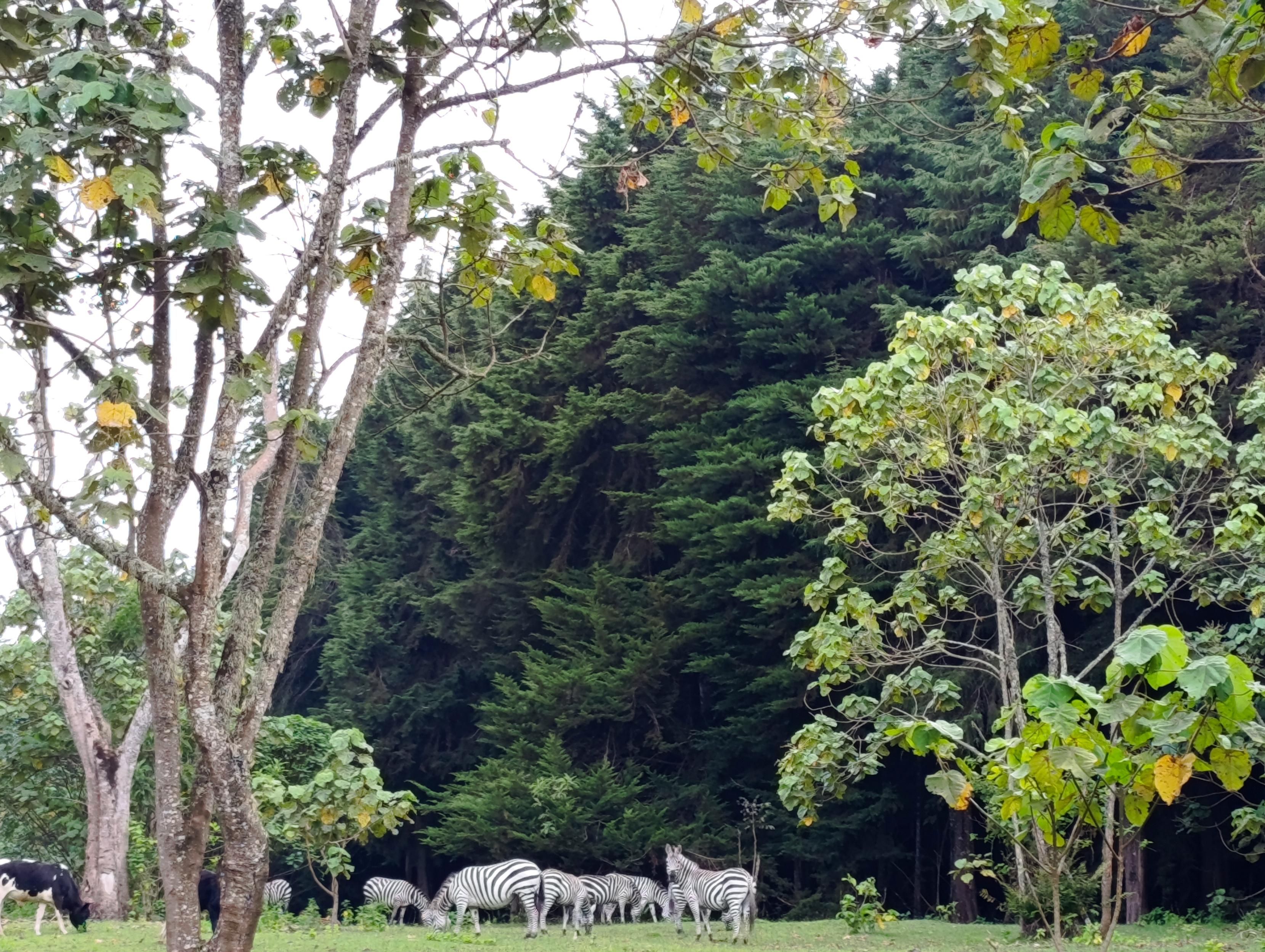 Zebras grazing with cows in Mount Kenya forest 