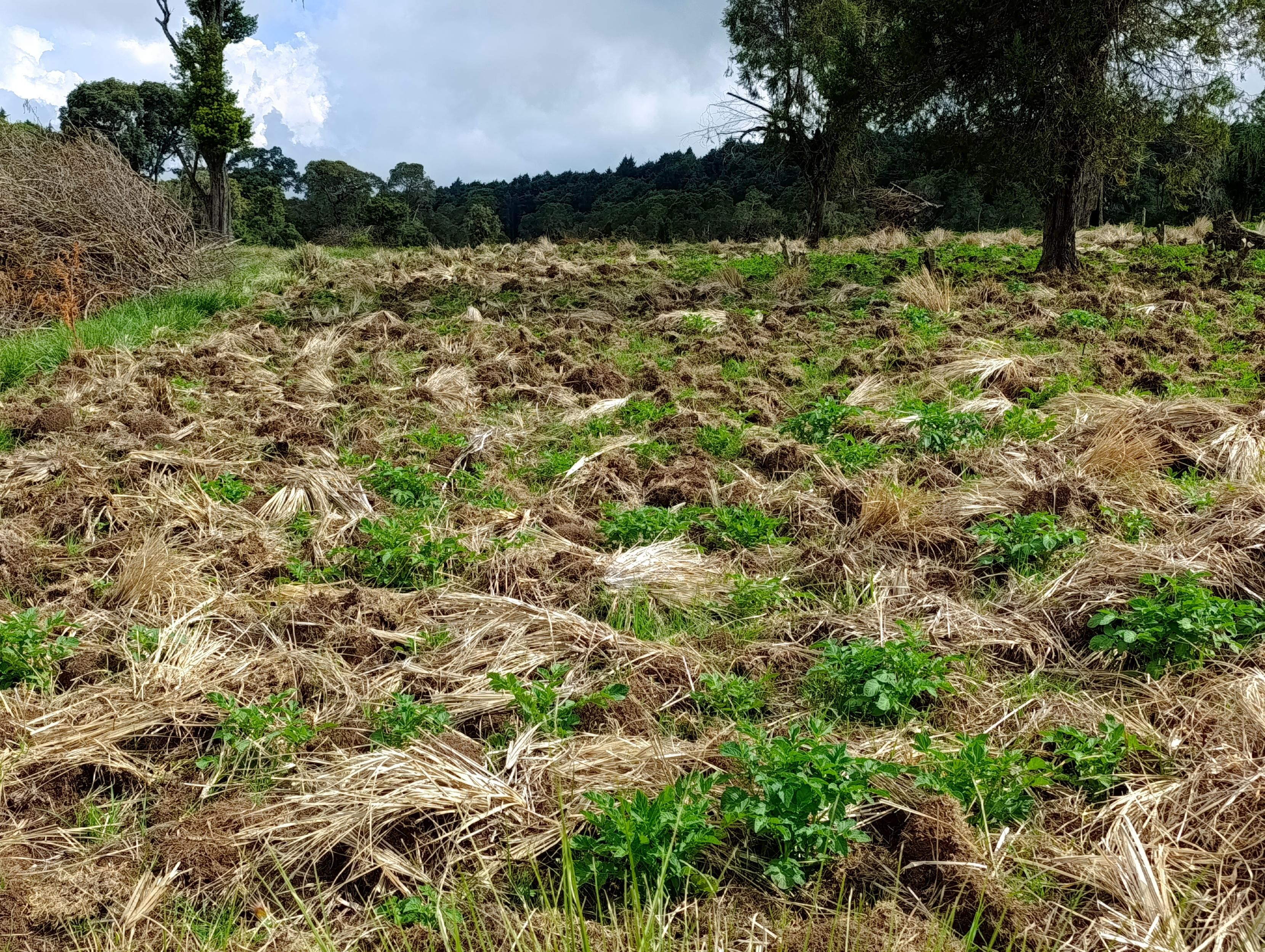 Potatoes planted in the forest 