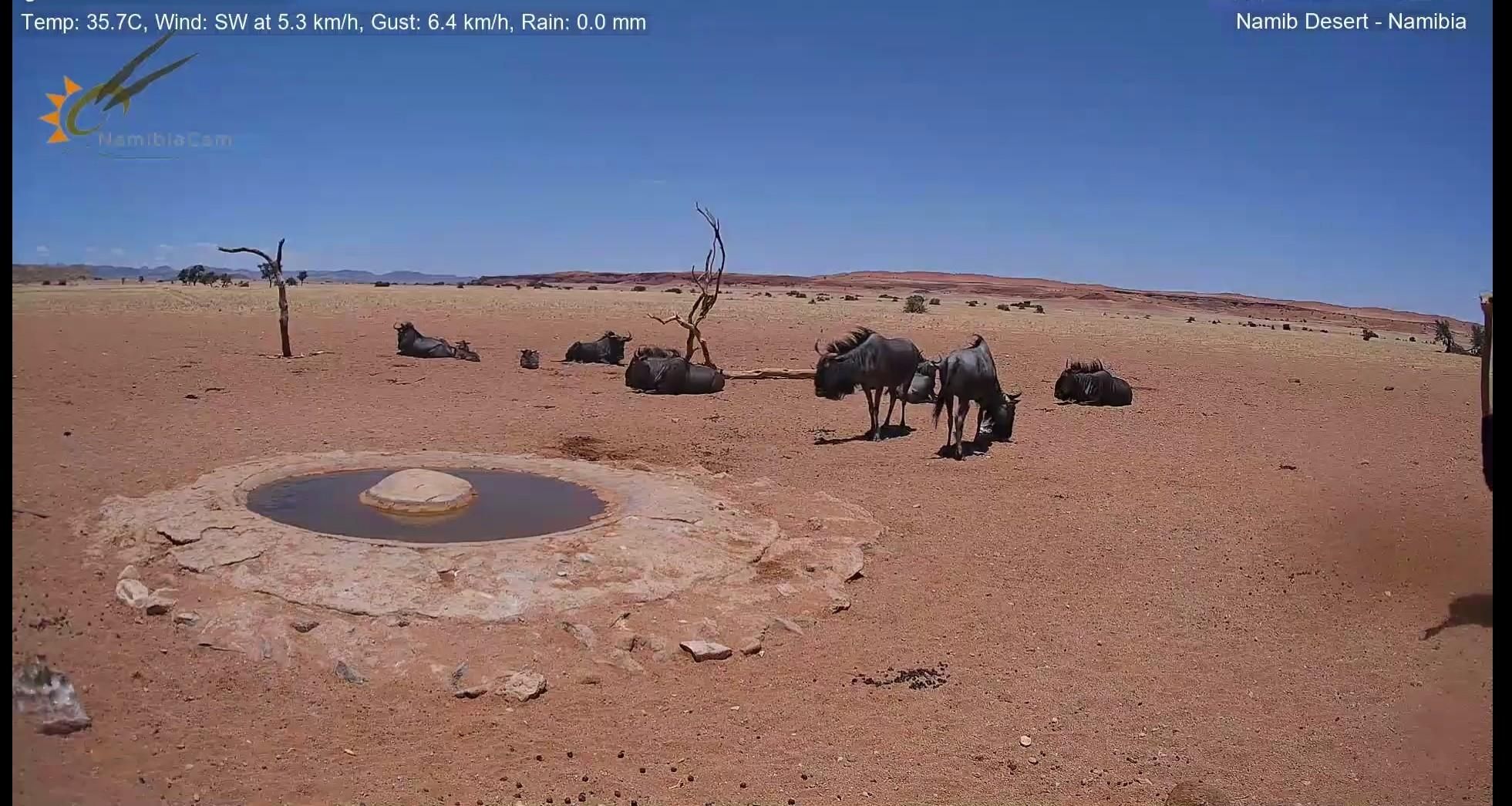 Gruppo di gnu vicino alla pozza