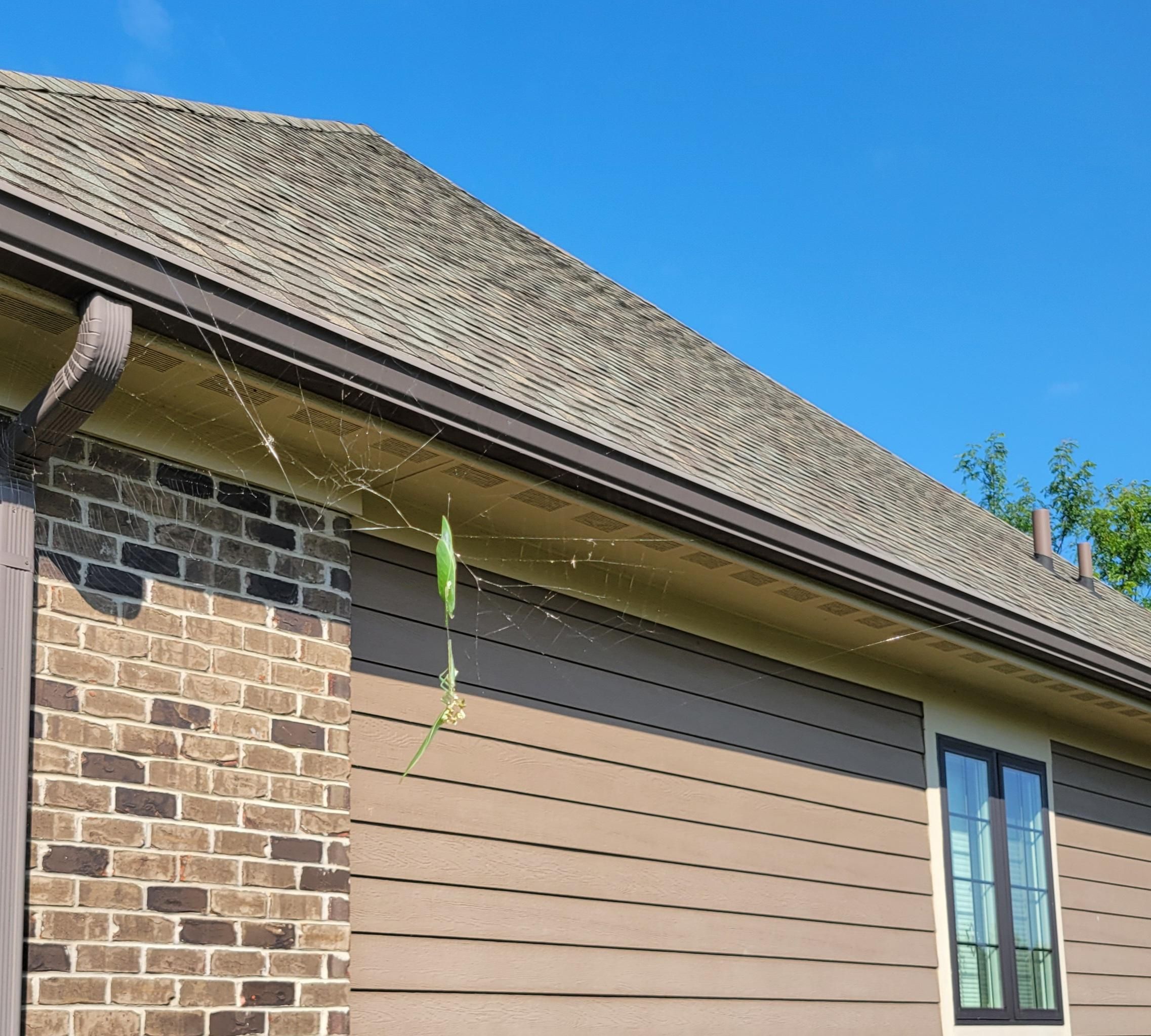 Fine threads of a spider web suspended five feet off the ground.