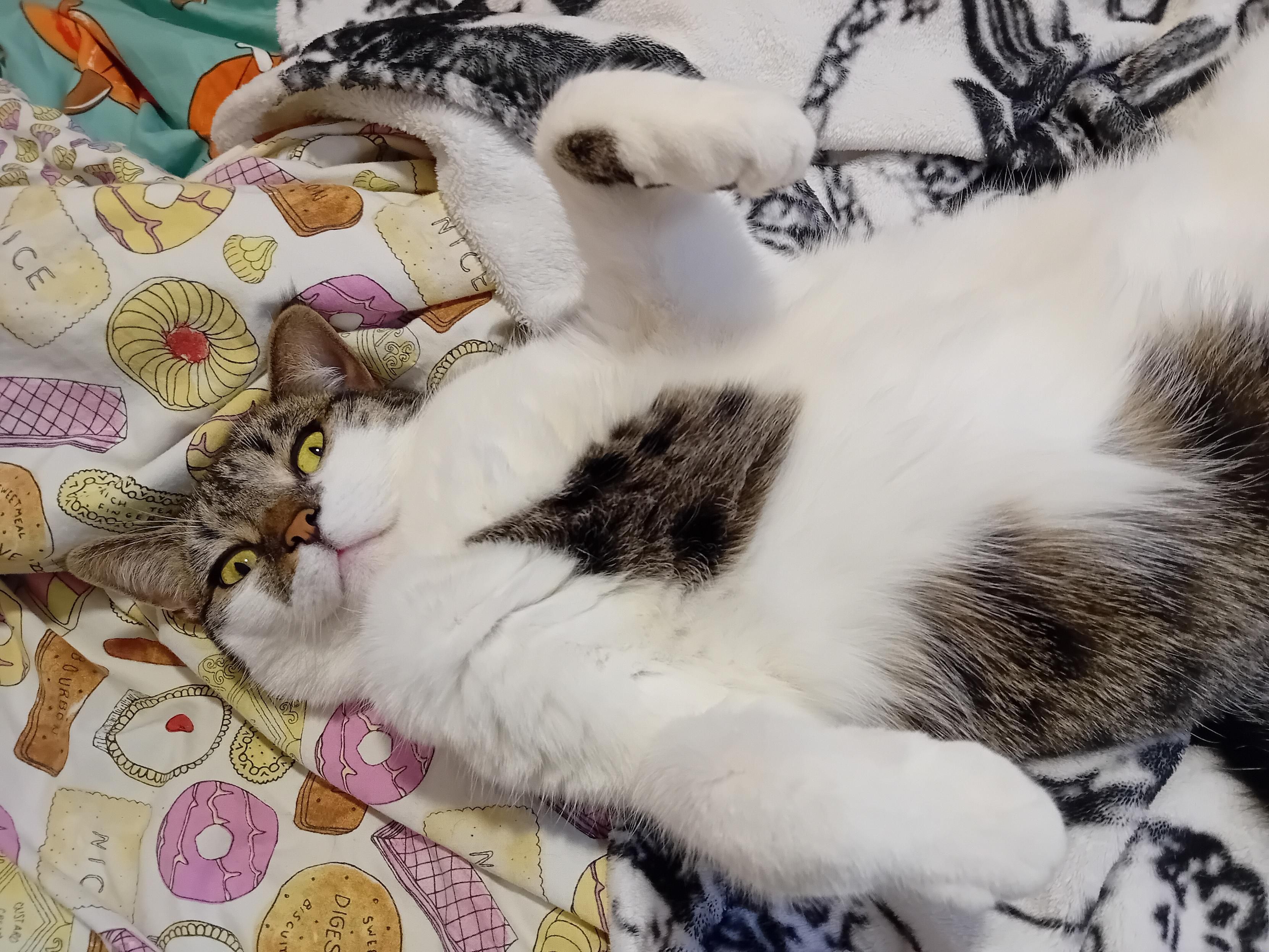 Bonnie, a mackerel tabby with lots of white floof sprawled on her back on our bed with one paw up in the air. She is looking at the camera, and looks very bemused.