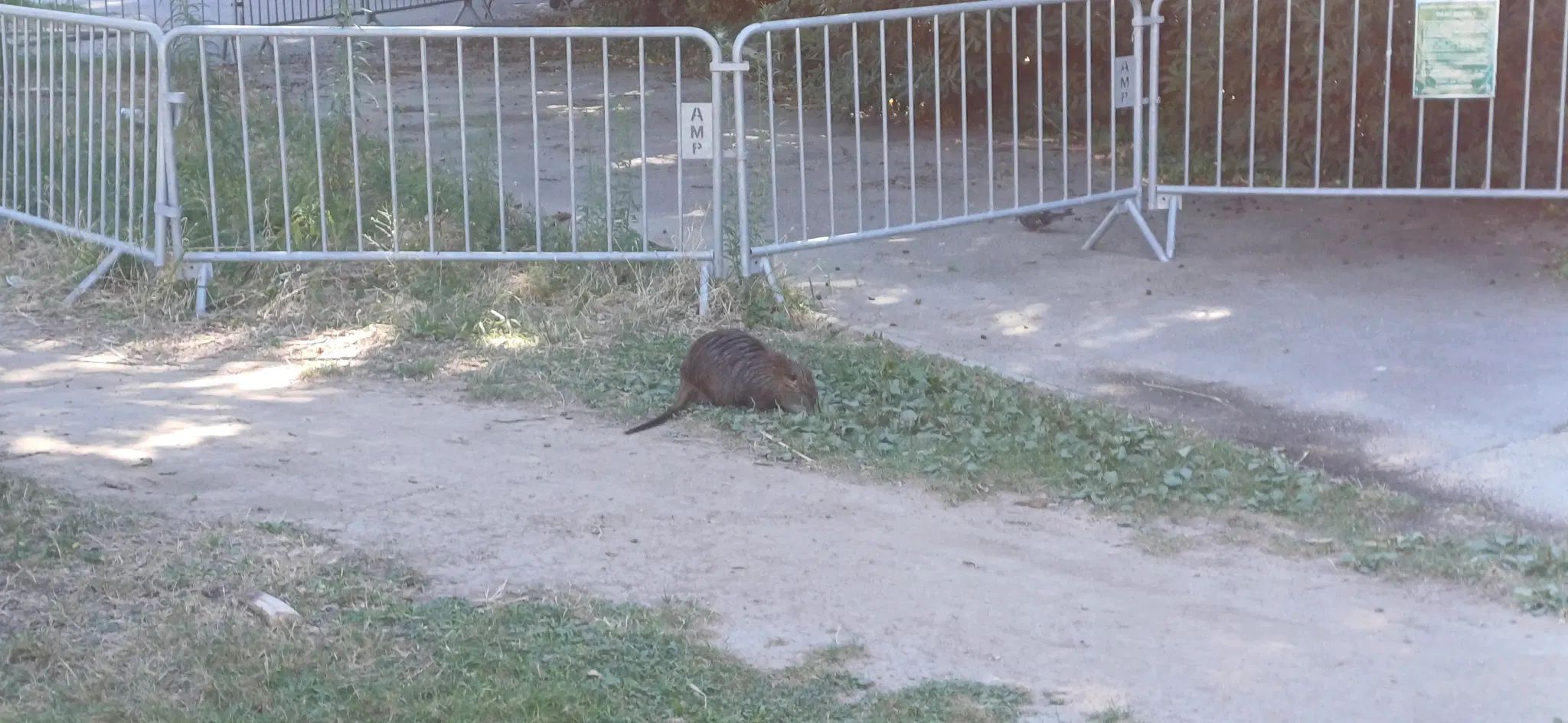 A coypu in the grass, it's the same one as on the pevious picture.