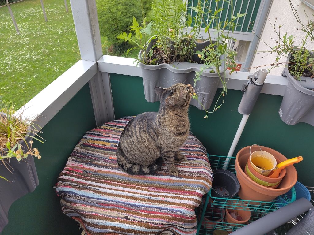 Yuki, my cute brown-black tabby cat, sitting on a round table covered with a rag rug in the corner of our apartment's balcony. He is sniffing the plants that are in a plastic balcony trough placed on the railing. A grassy yard is visible in the background.