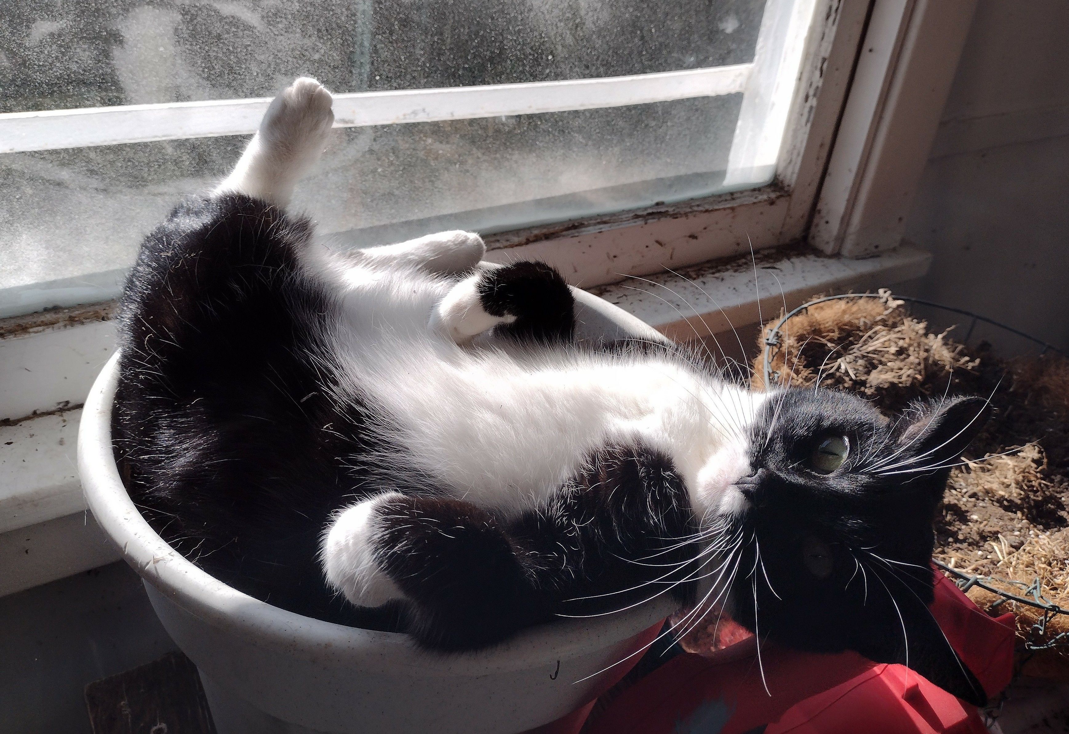 Sweep, the tuxedo cat, is basking in the sunlight on her back in a dirt-filled flower pot. She's got one leg kicked leisurely up against the window, and she's turning to look at the camera.
