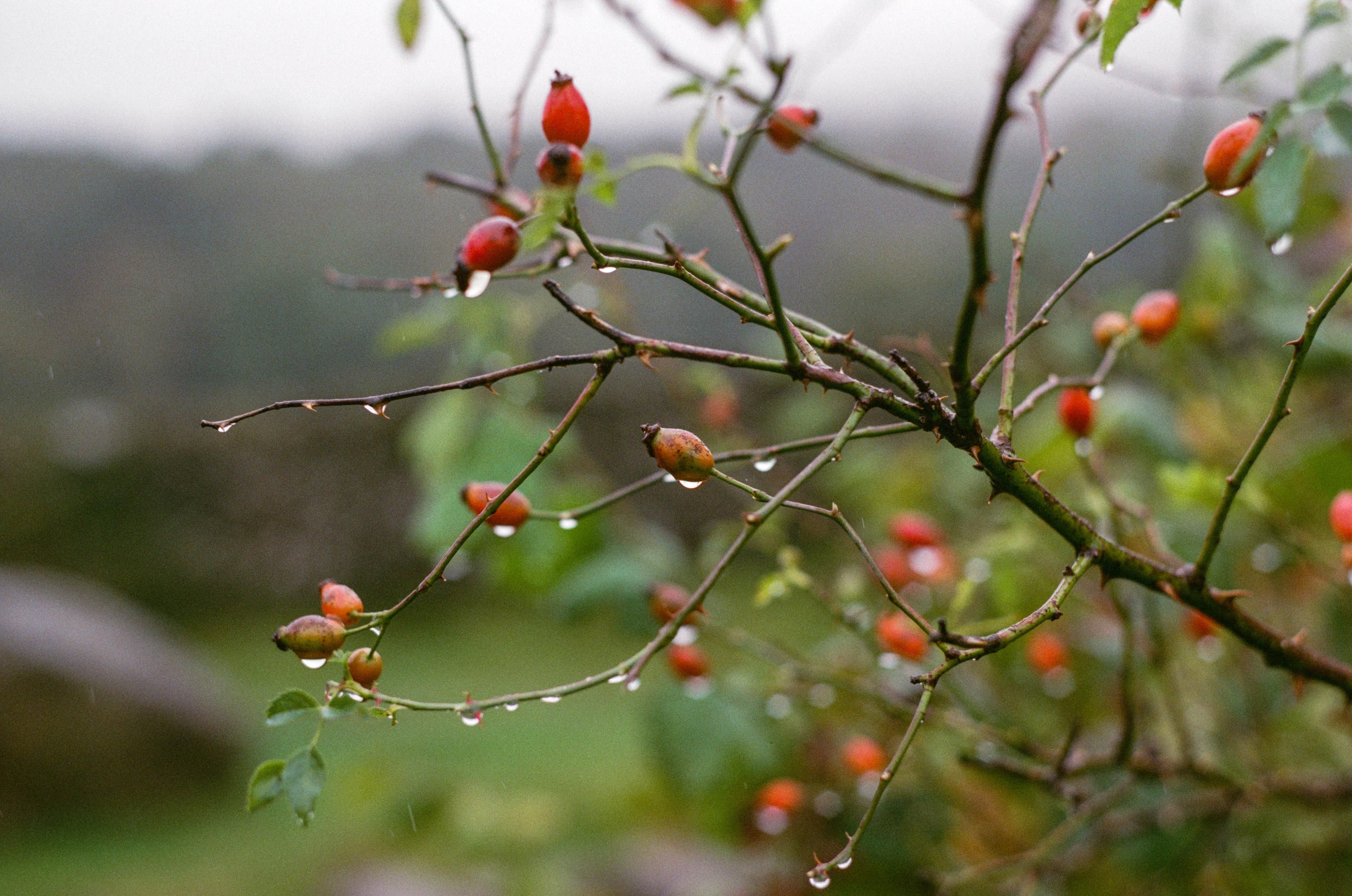 Rose hip berries on a branch covered in water droplets, with greenery in the background.