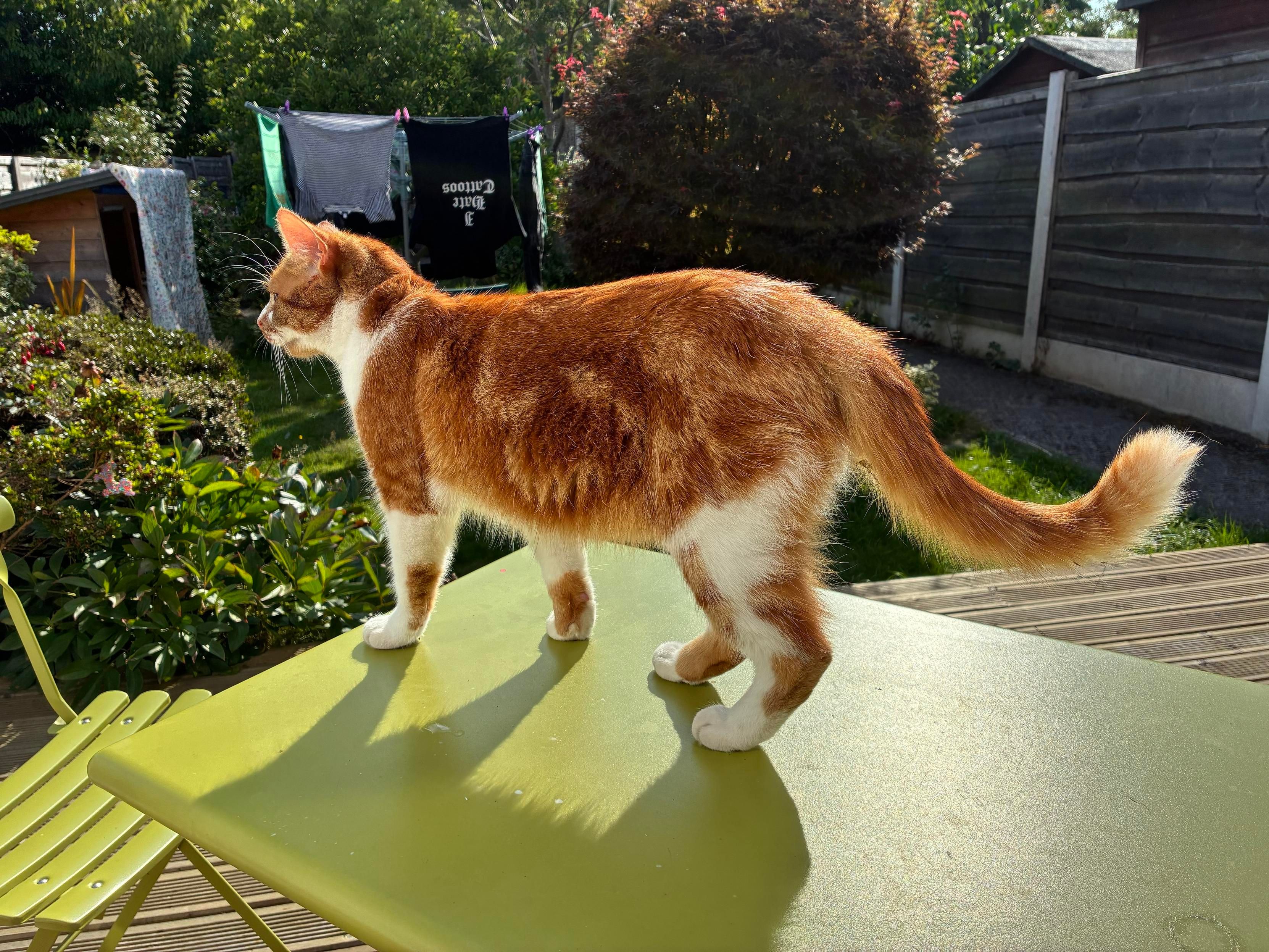 A ginger cat stands on a green table in a garden, looking to the side. In the background, there are laundry items hanging on a line and greenery surrounding the area. A chair is positioned nearby.
